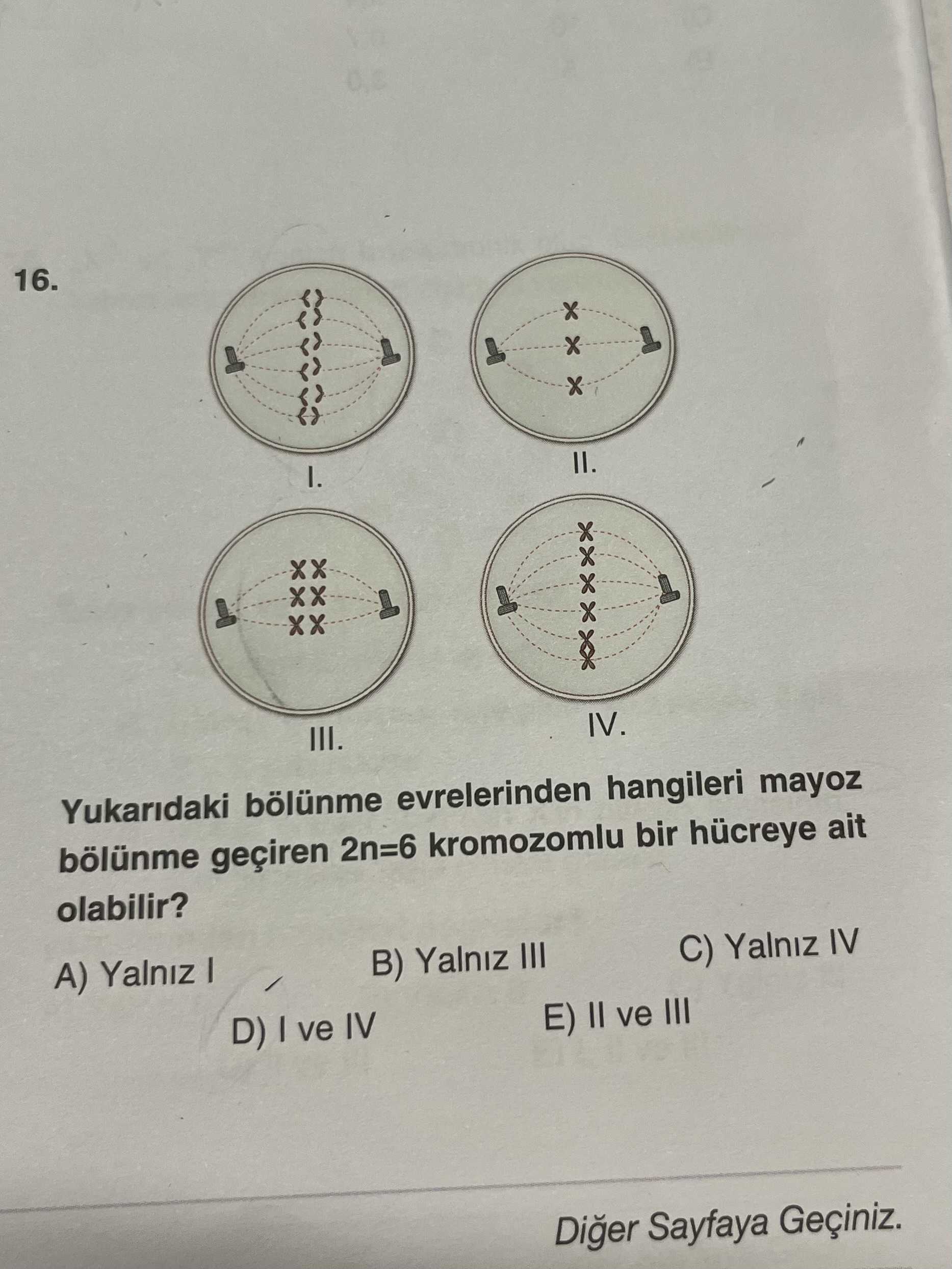 Yukarıdaki bölünme evrelerinden hangileri mayoz bölünme geçiren 2n=6 kromozomlu bir hücreye ait