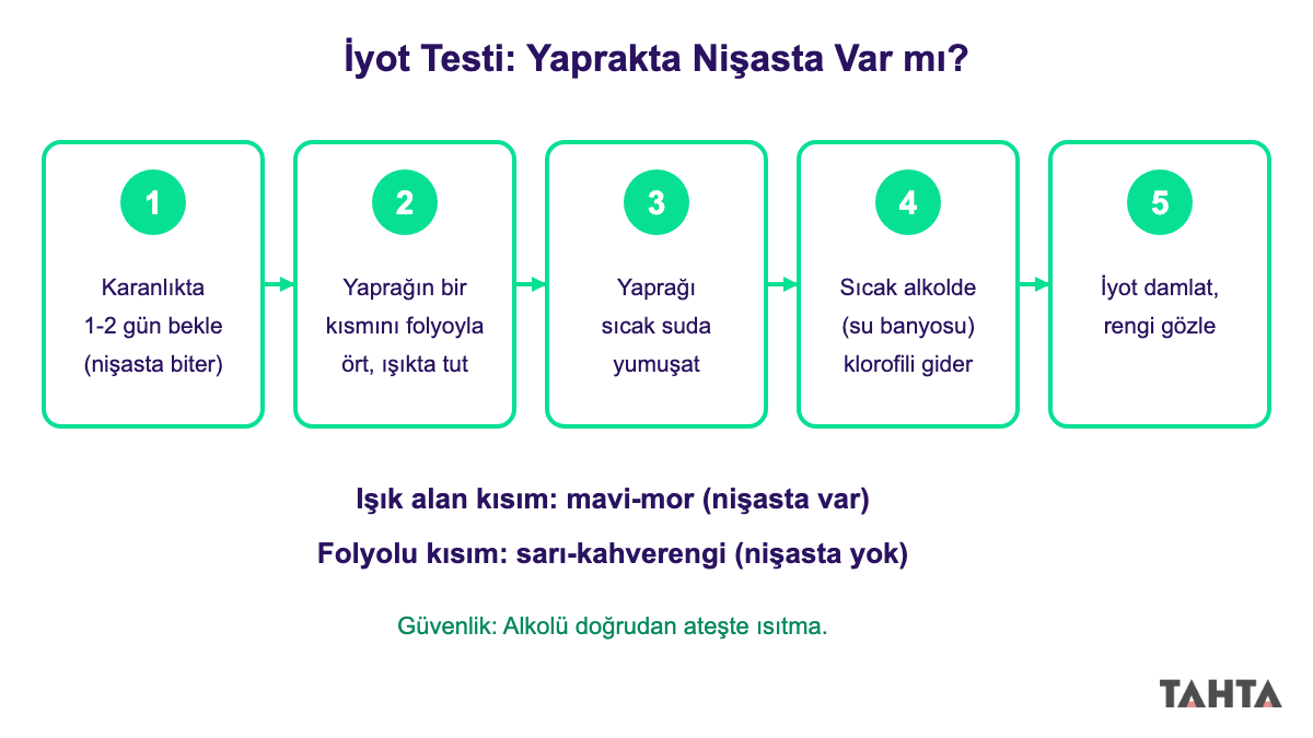 Fotosentezde nişasta oluşumunu gösteren iyot testinin beş adımı