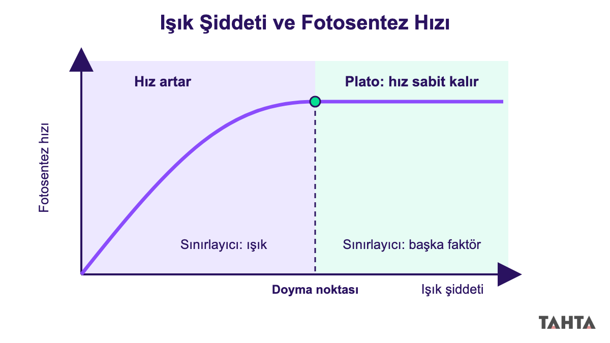 Işık şiddeti arttıkça fotosentez hızının önce yükselip sonra plato yaptığını gösteren grafik