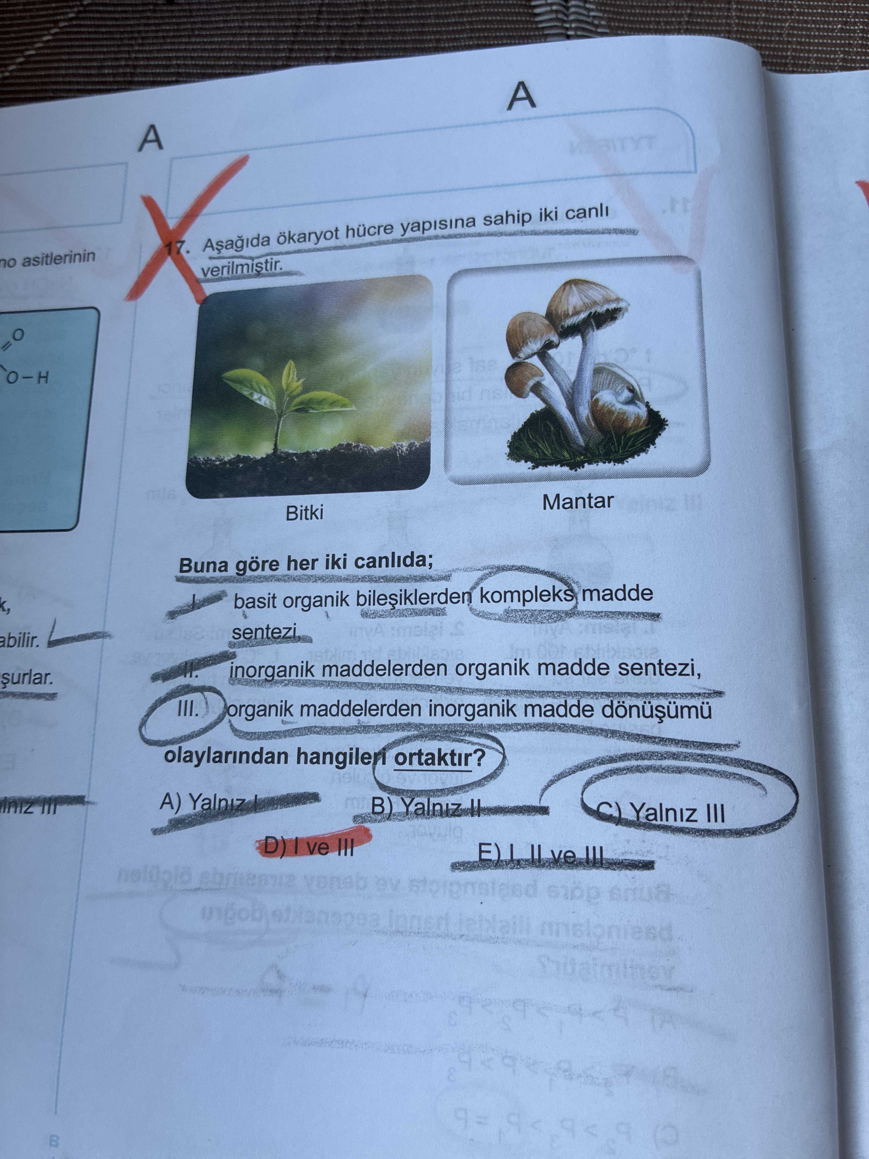 Aşağıda ökaryot hücre yapısına sahip iki canlı verilmiştir. Buna göre her iki canlıda; I. basit