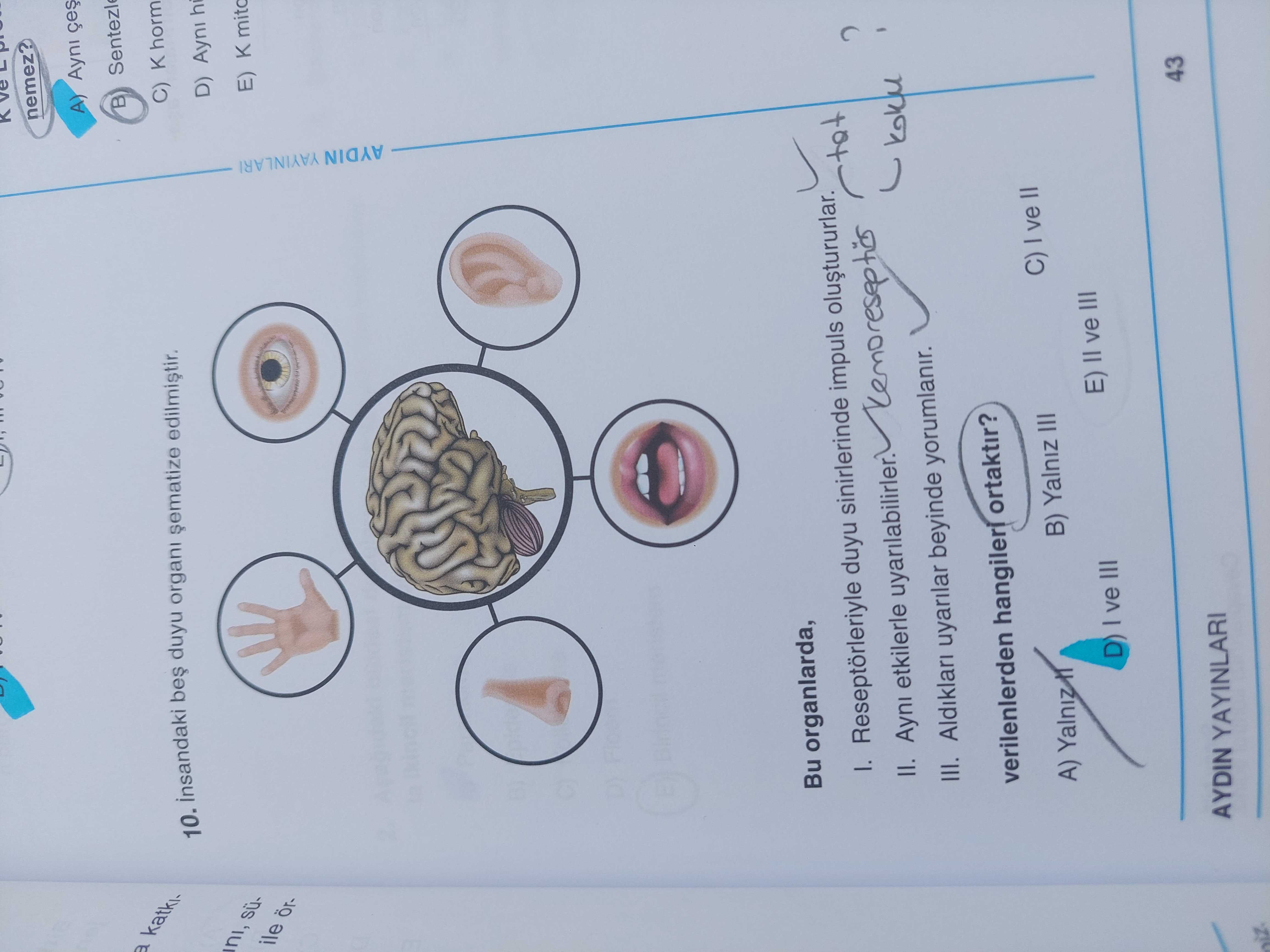 İnsandaki beş duyu organı şematize edilmiştir. Bu organlarda, I. Reseptörleriyle duyu sinirlerinde