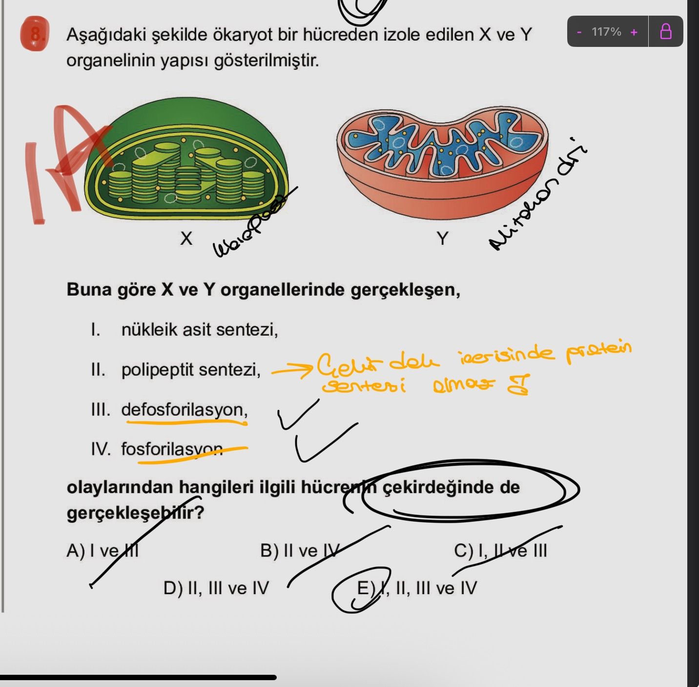 Aşağıdaki şekilde ökaryot bir hücreden izole edilen X ve Y organelinin yapısı gösterilmiştir. Buna