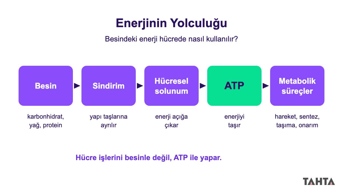 Besinden sindirime, hücresel solunuma, ATP'ye ve metabolik süreçlere uzanan enerjinin yolculuğu akış şeması