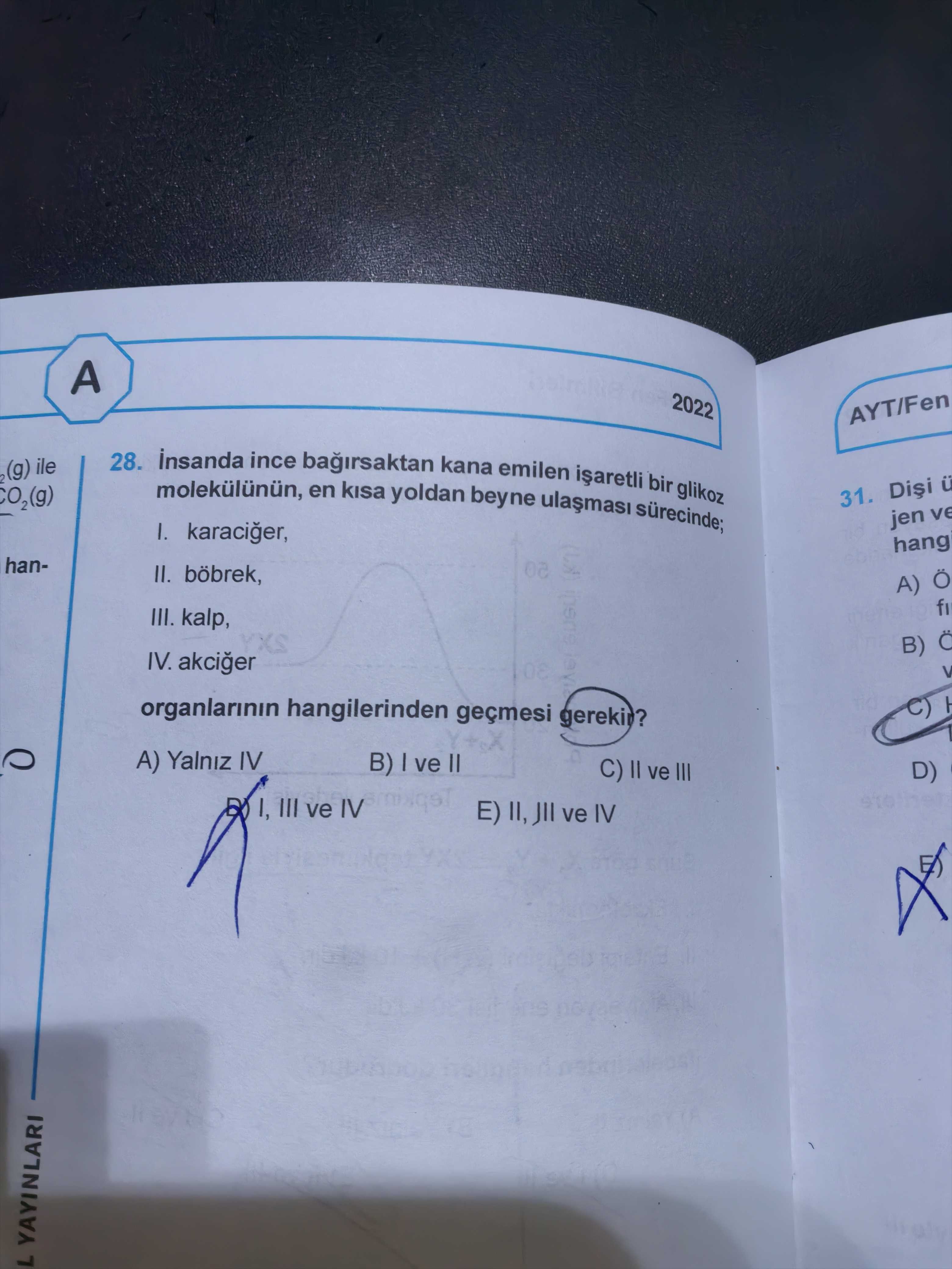 İnsanda ince bağırsaktan kana emilen işaretli bir glikoz molekülünün, en kısa yoldan beyne ulaşması