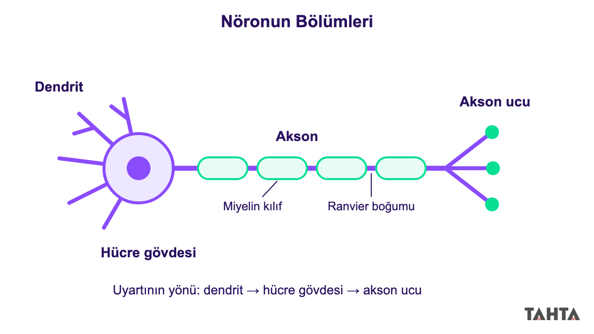 Nöron yapısı: dendrit, hücre gövdesi, akson, miyelin kılıf ve akson ucunu gösteren çizim