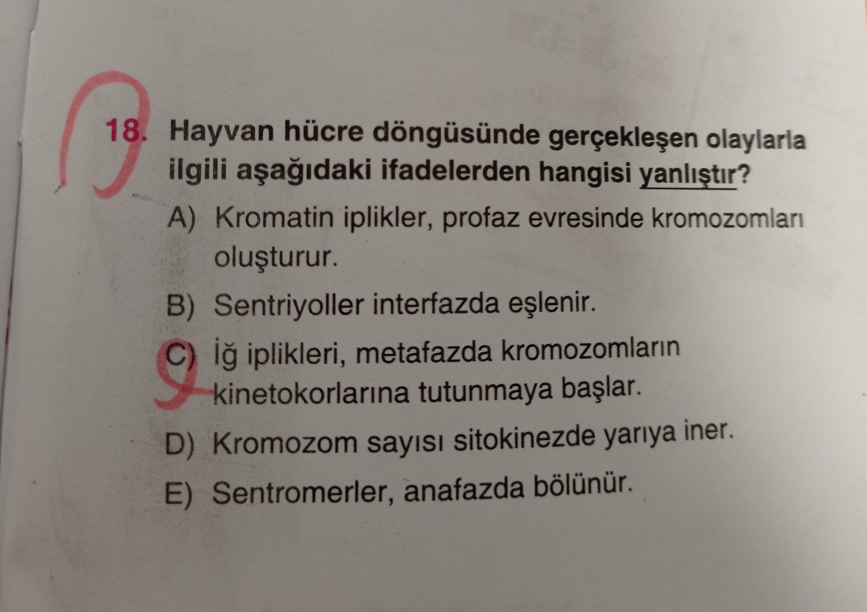 Hayvan hücre döngüsünde gerçekleşen olaylarla ilgili aşağıdaki ifadelerden hangisi yanlıştır?