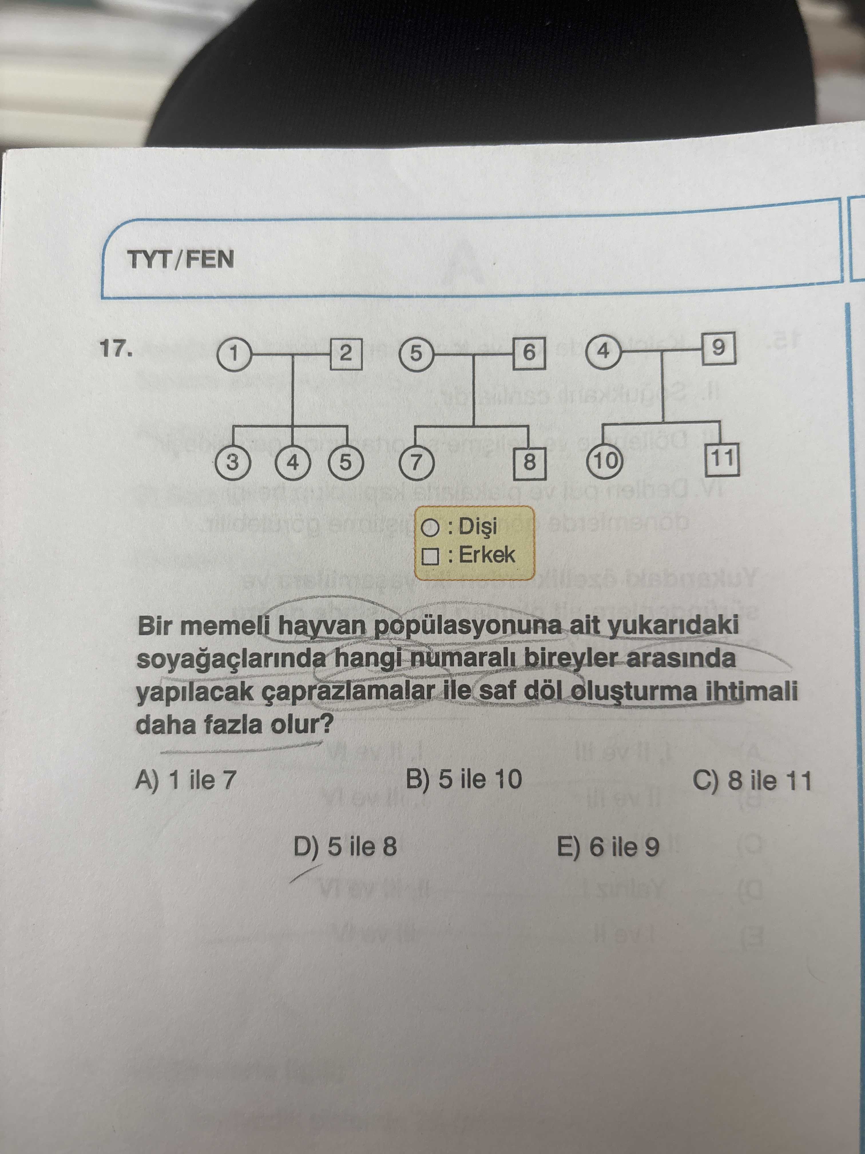 Bir memeli hayvan popülasyonuna ait yukarıdaki soyağaçlarında hangi numaralı bireyler arasında
