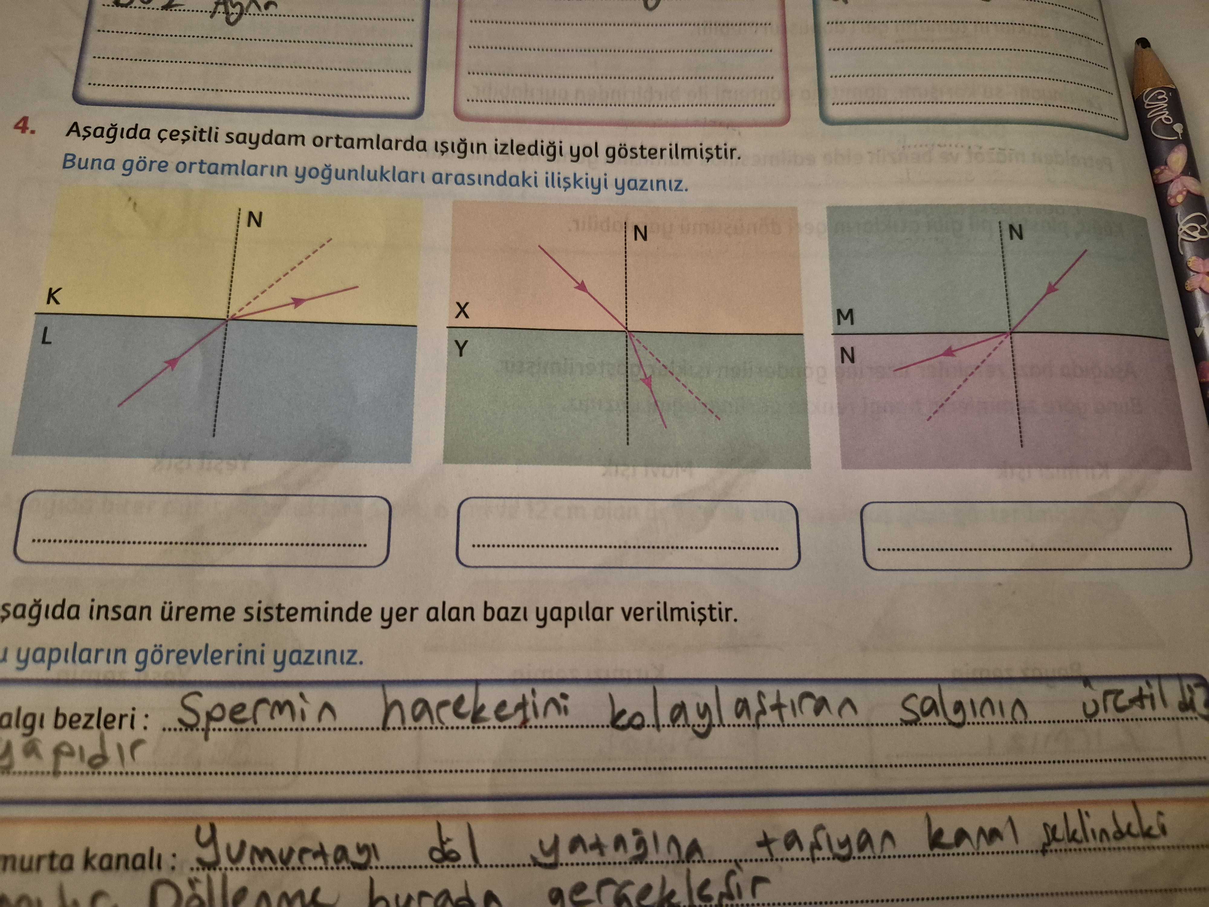Aşağıda çeşitli saydam ortamlarda ışığın izlediği yol gösterilmiştir. Buna göre ortamların