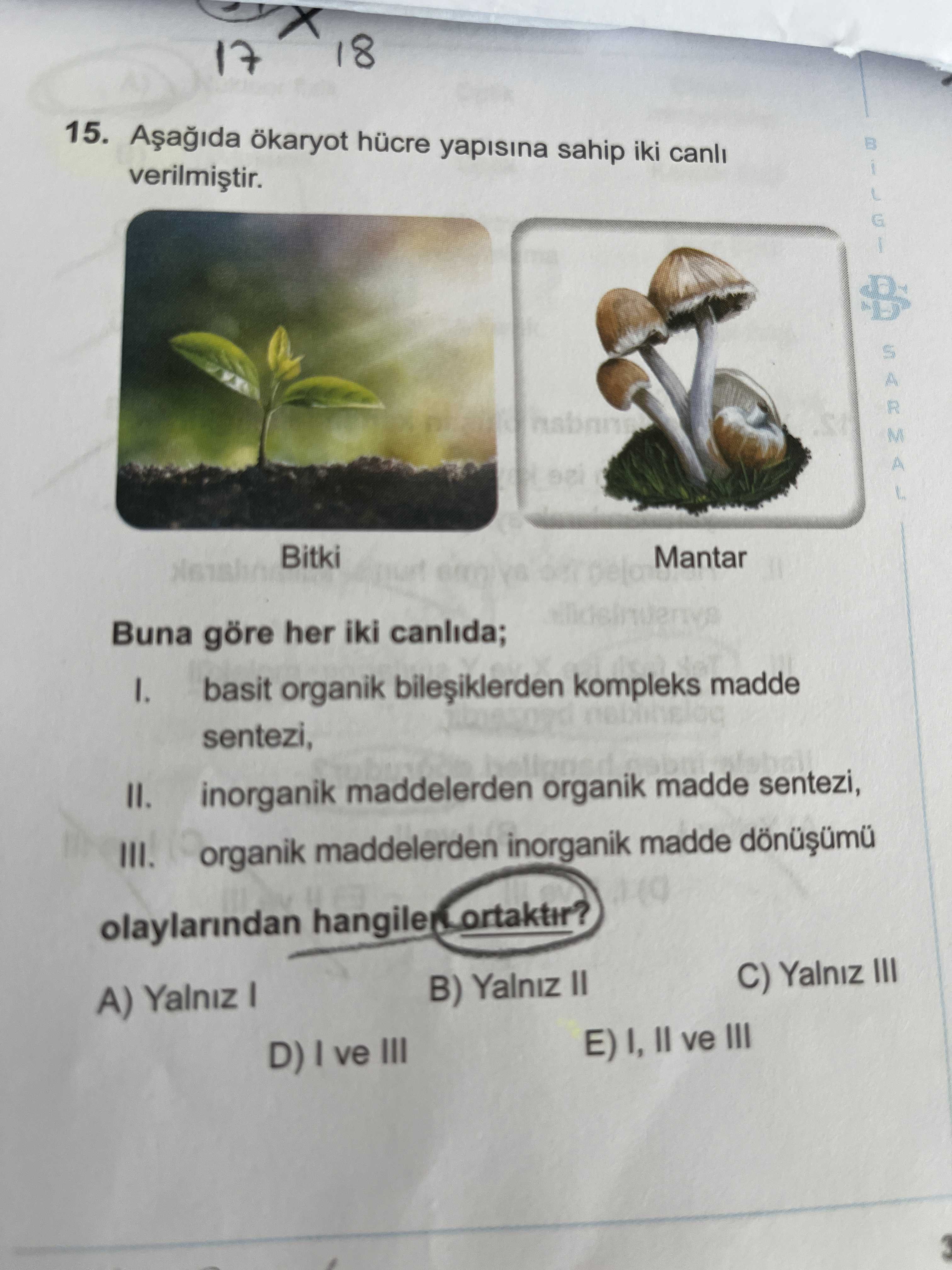 Aşağıda ökaryot hücre yapısına sahip iki canlı verilmiştir. Buna göre her iki canlıda; I. basit