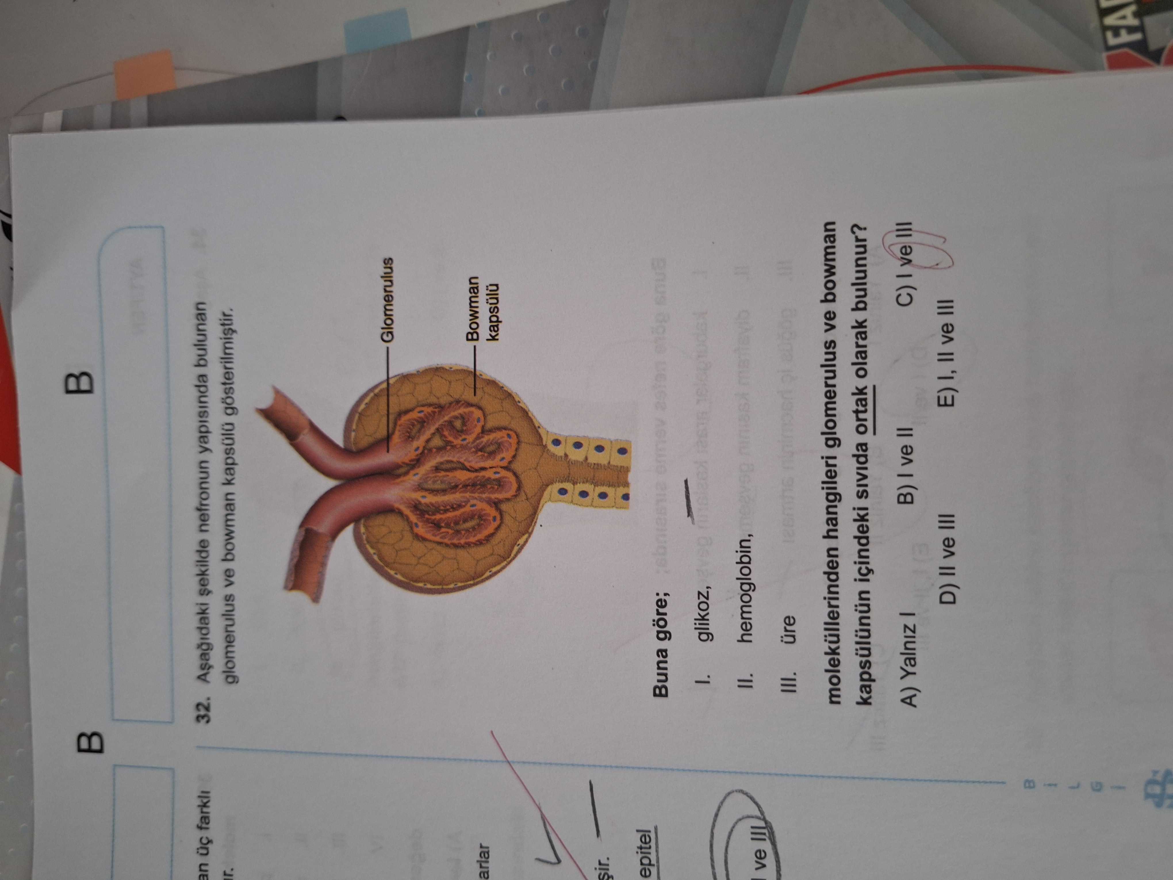 Aşağıdaki şekilde nefronun yapısında bulunan glomerulus ve bowman kapsülü gösterilmiştir. Buna göre