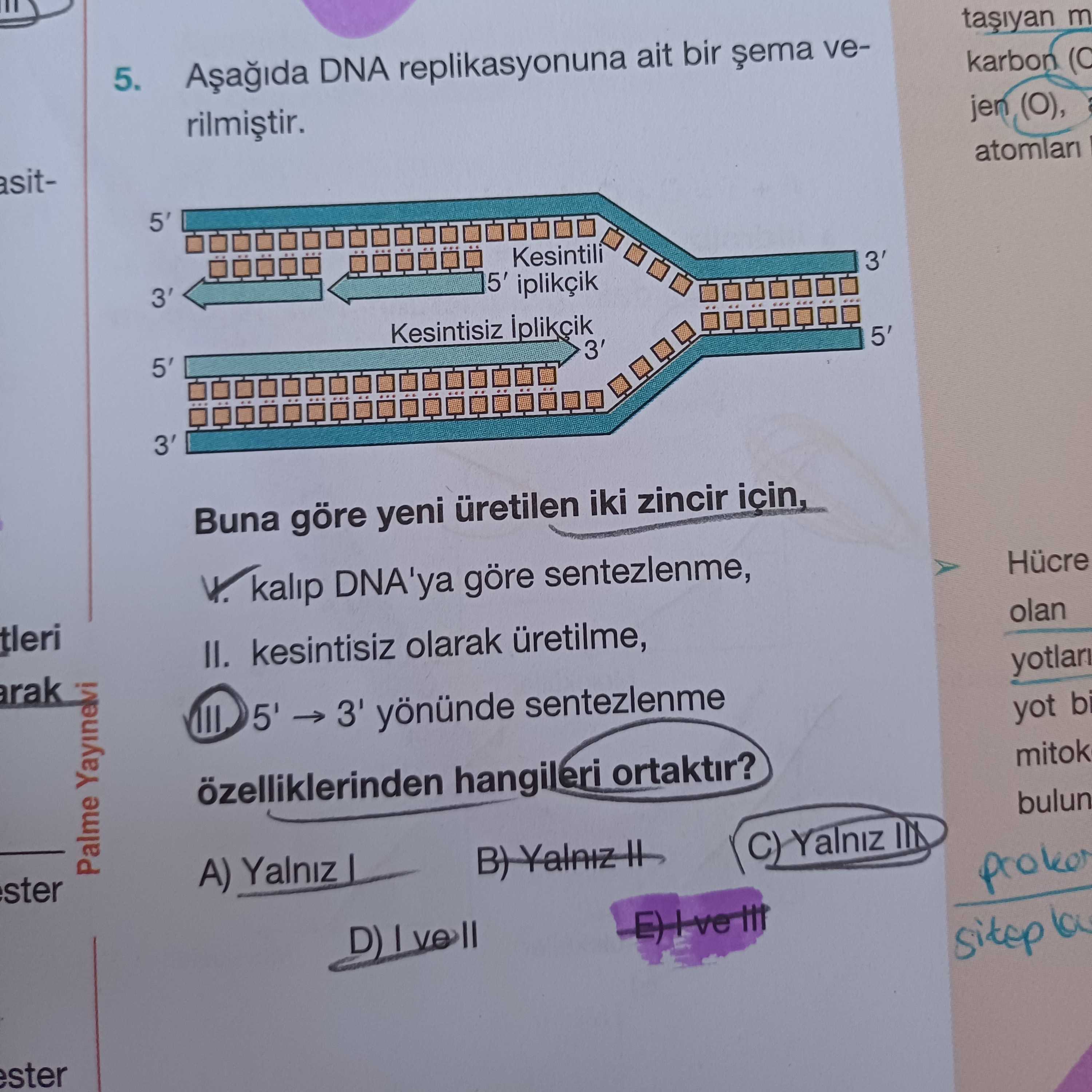 Aşağıda DNA replikasyonuna ait bir şema verilmiştir. Buna göre yeni üretilen iki zincir için, I