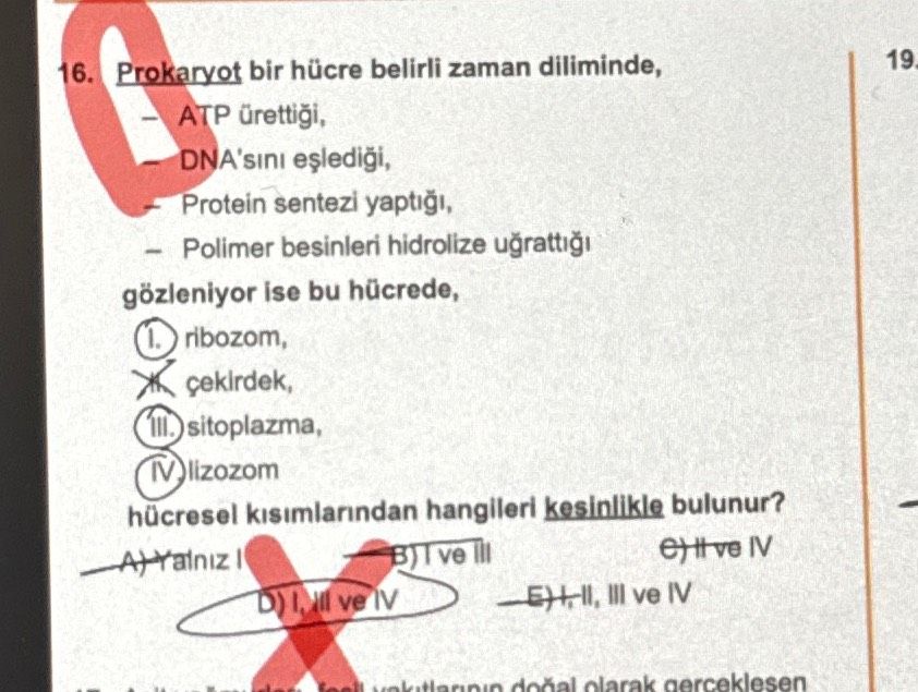 Prokaryot bir hücre belirli zaman diliminde, - ATP ürettiği, - DNA'sını eşlediği, - Protein sentezi