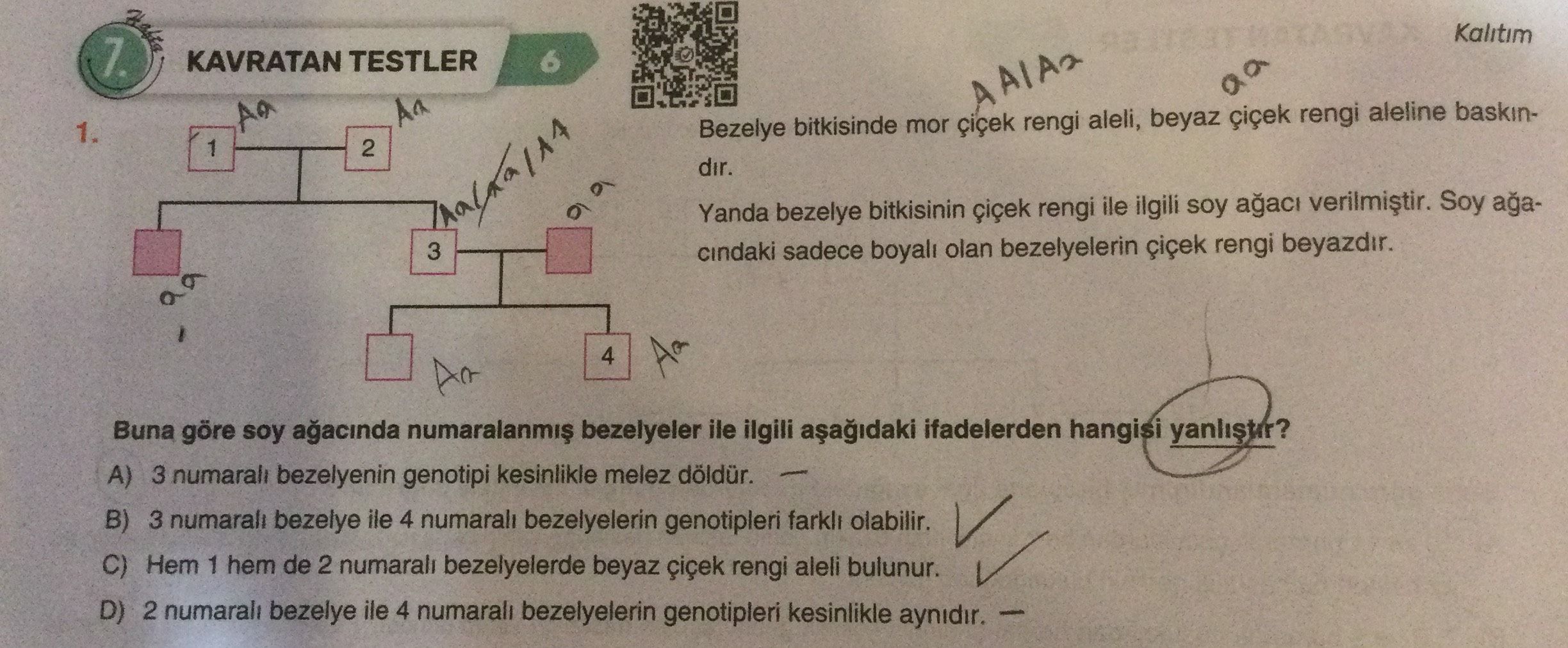 KAVRATAN TESTLER 1. Bezelye bitkisinde mor çiçek rengi aleli, beyaz çiçek rengi aleline baskındır