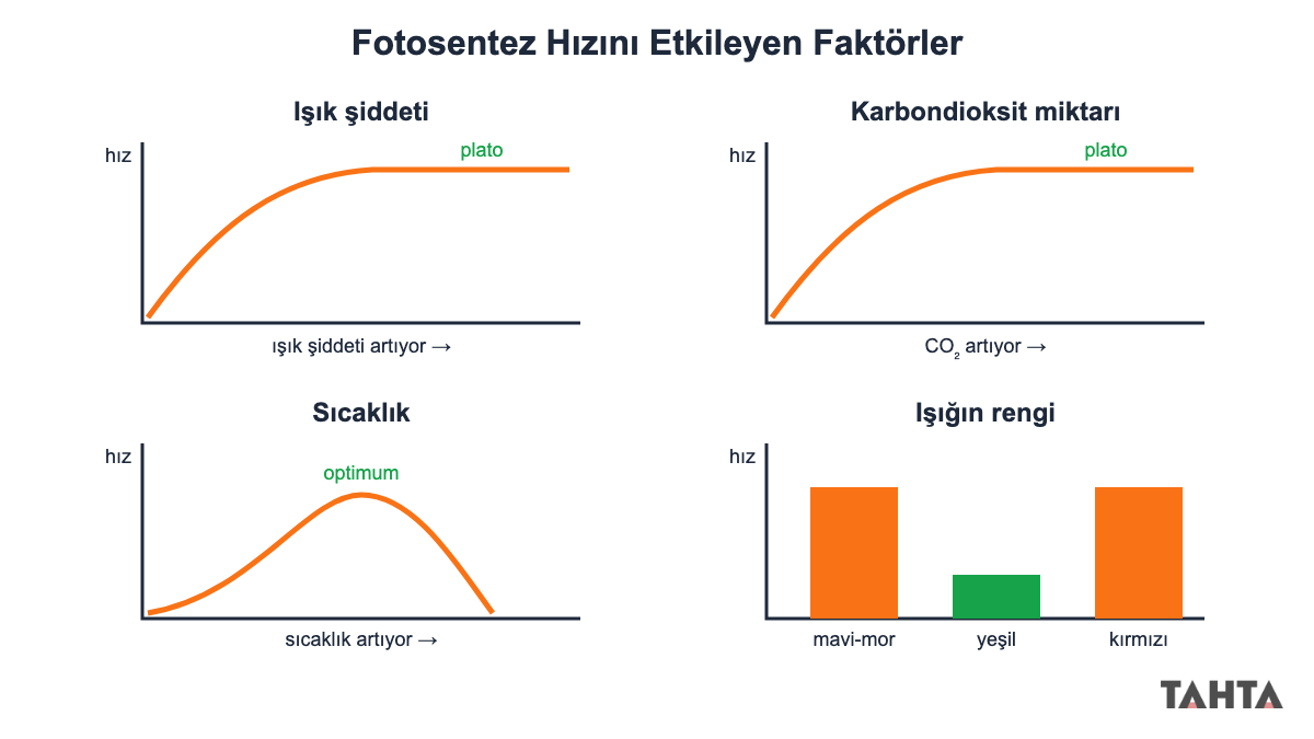 Işık şiddeti, karbondioksit, sıcaklık ve ışık renginin fotosentez hızına etkisini gösteren dört grafik