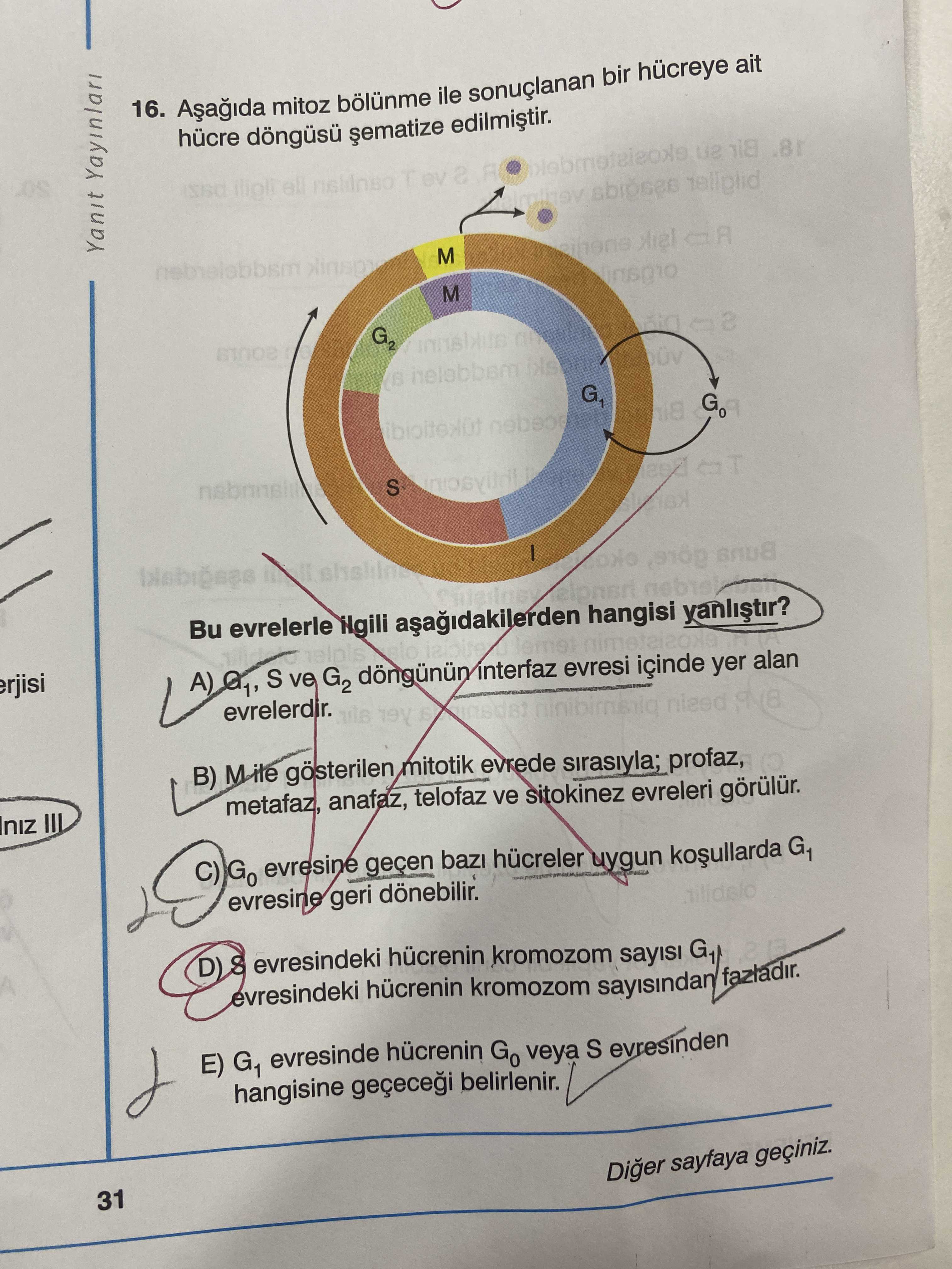 Aşağıda mitoz bölünme ile sonuçlanan bir hücreye ait hücre döngüsü şematize edilmiştir. Bu evrelerle