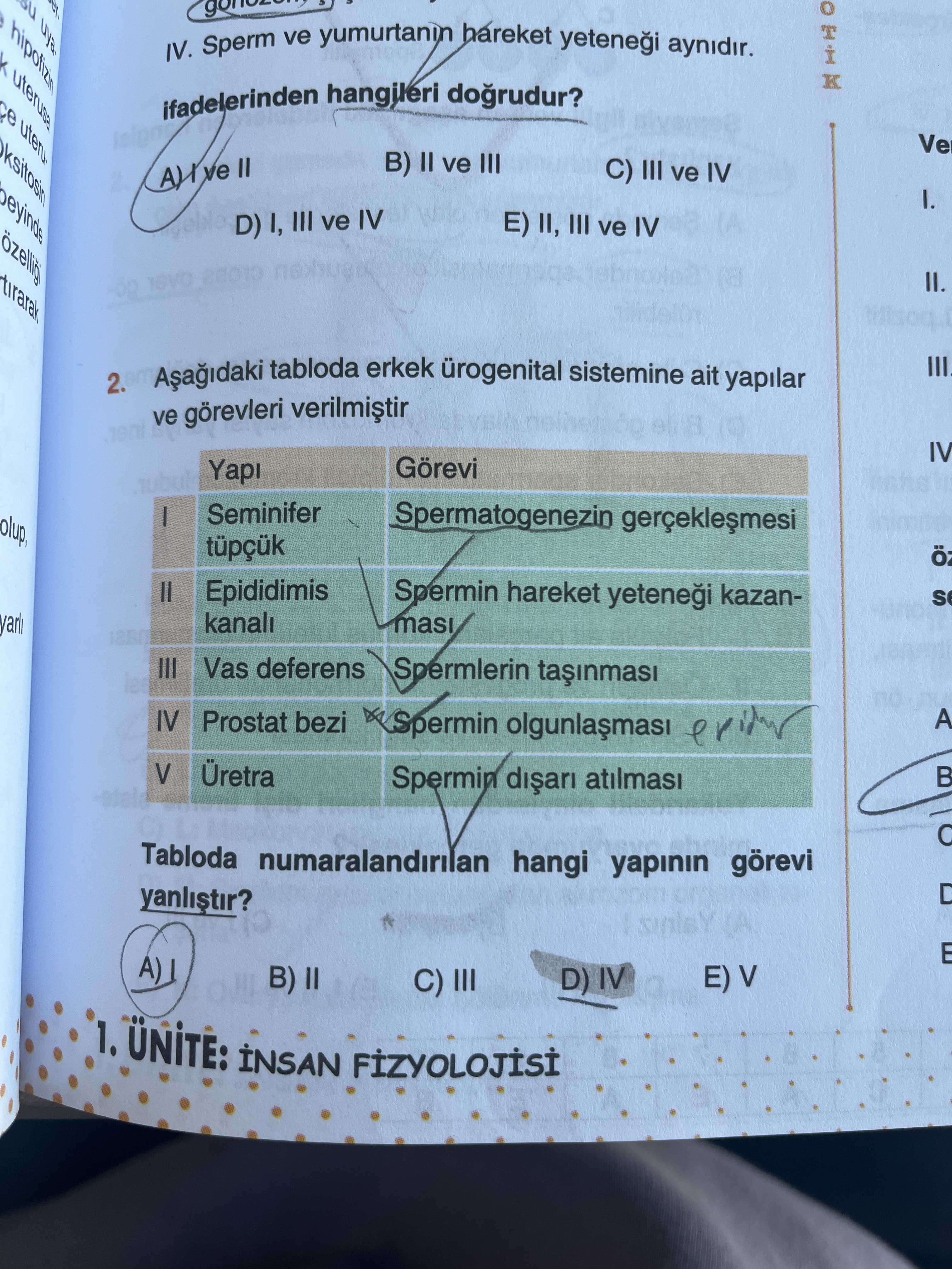 Aşağıdaki tabloda erkek ürogenital sistemine ait yapılar ve görevleri verilmiştir Yapı | Görevi I