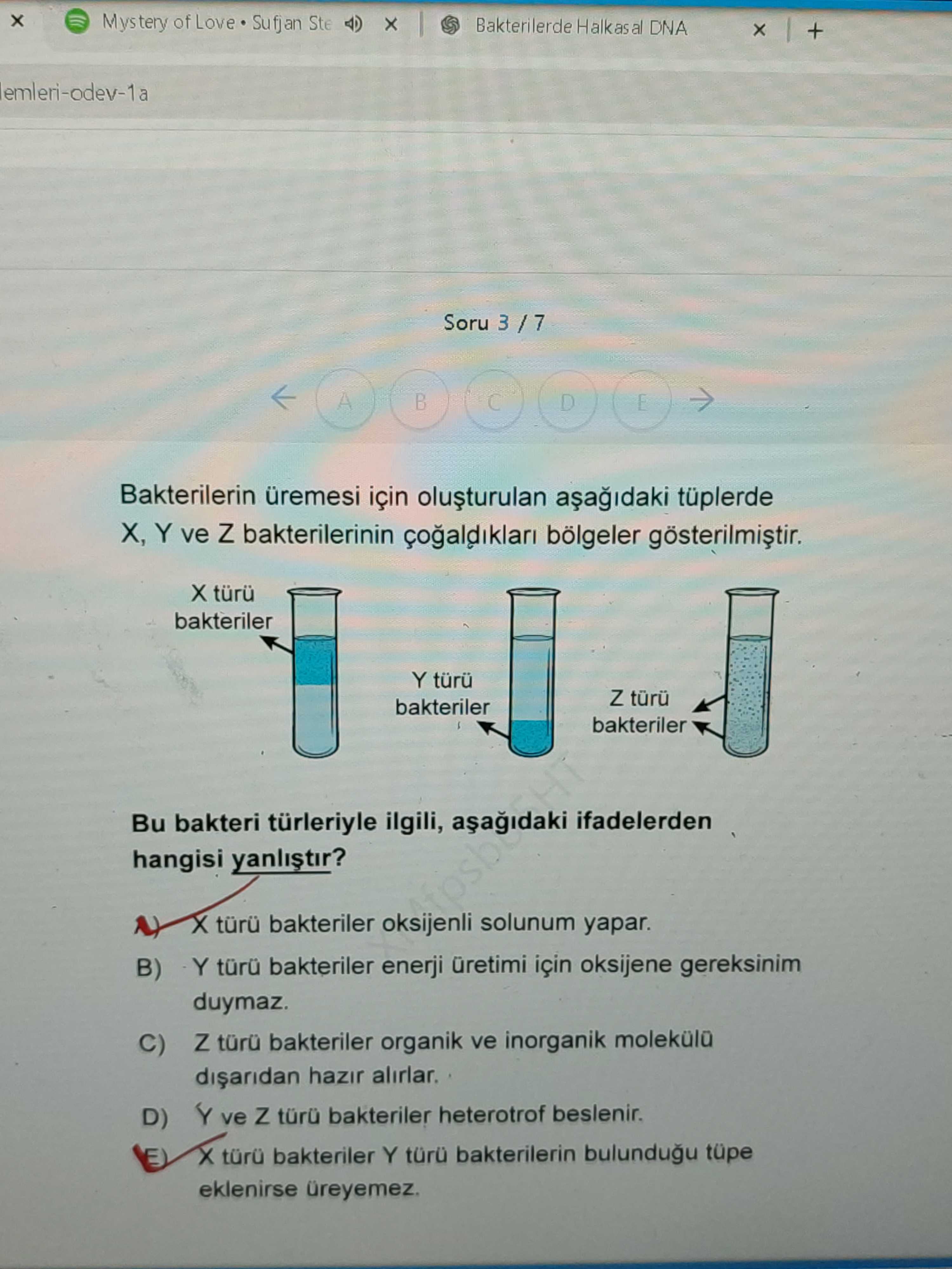 Bakterilerin üremesi için oluşturulan aşağıdaki tüplerde X, Y ve Z bakterilerinin çoğaldıkları