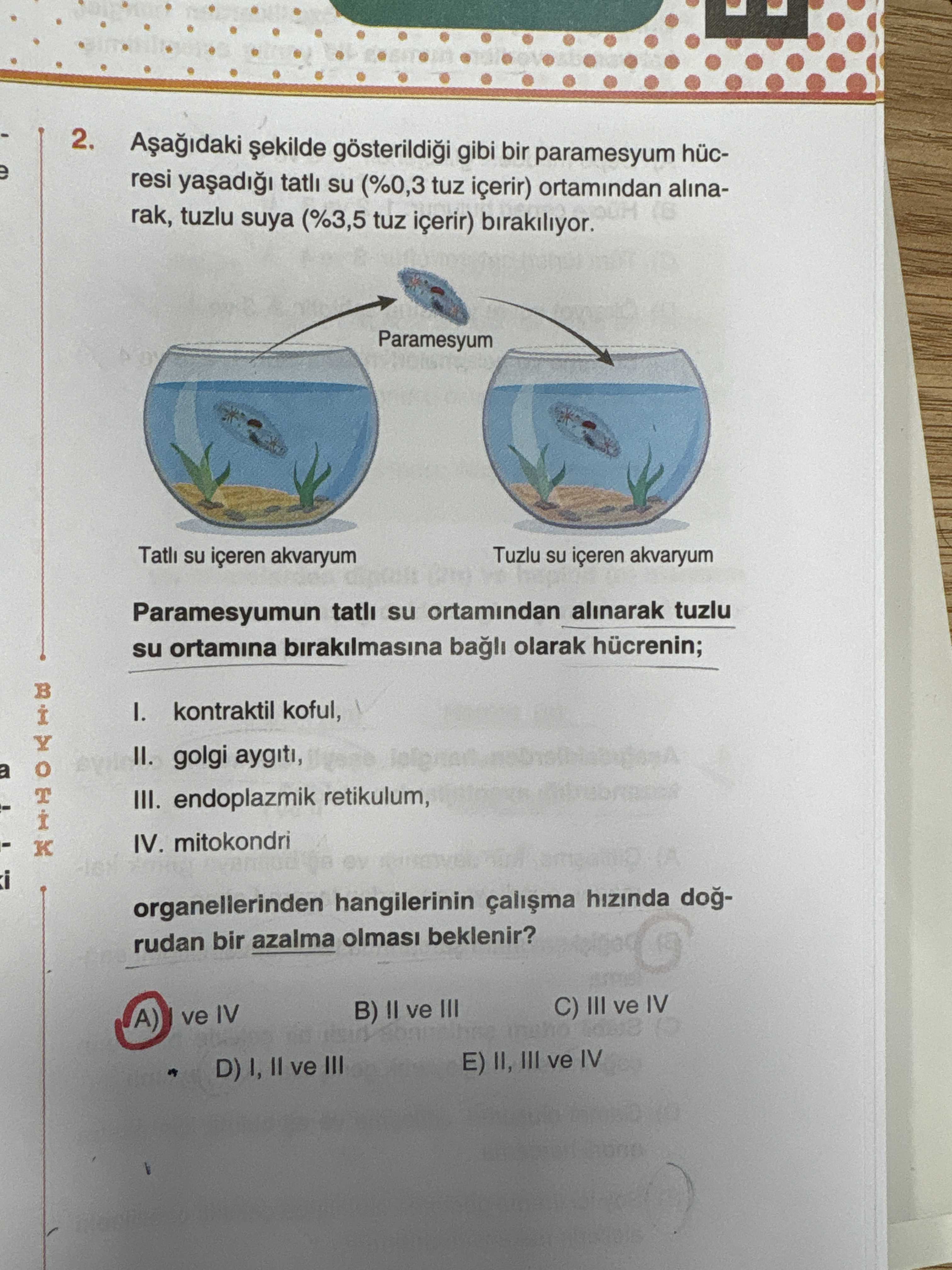 Aşağıdaki şekilde gösterildiği gibi bir paramesyum hücresi yaşadığı tatlı su (%0,3 tuz içerir)