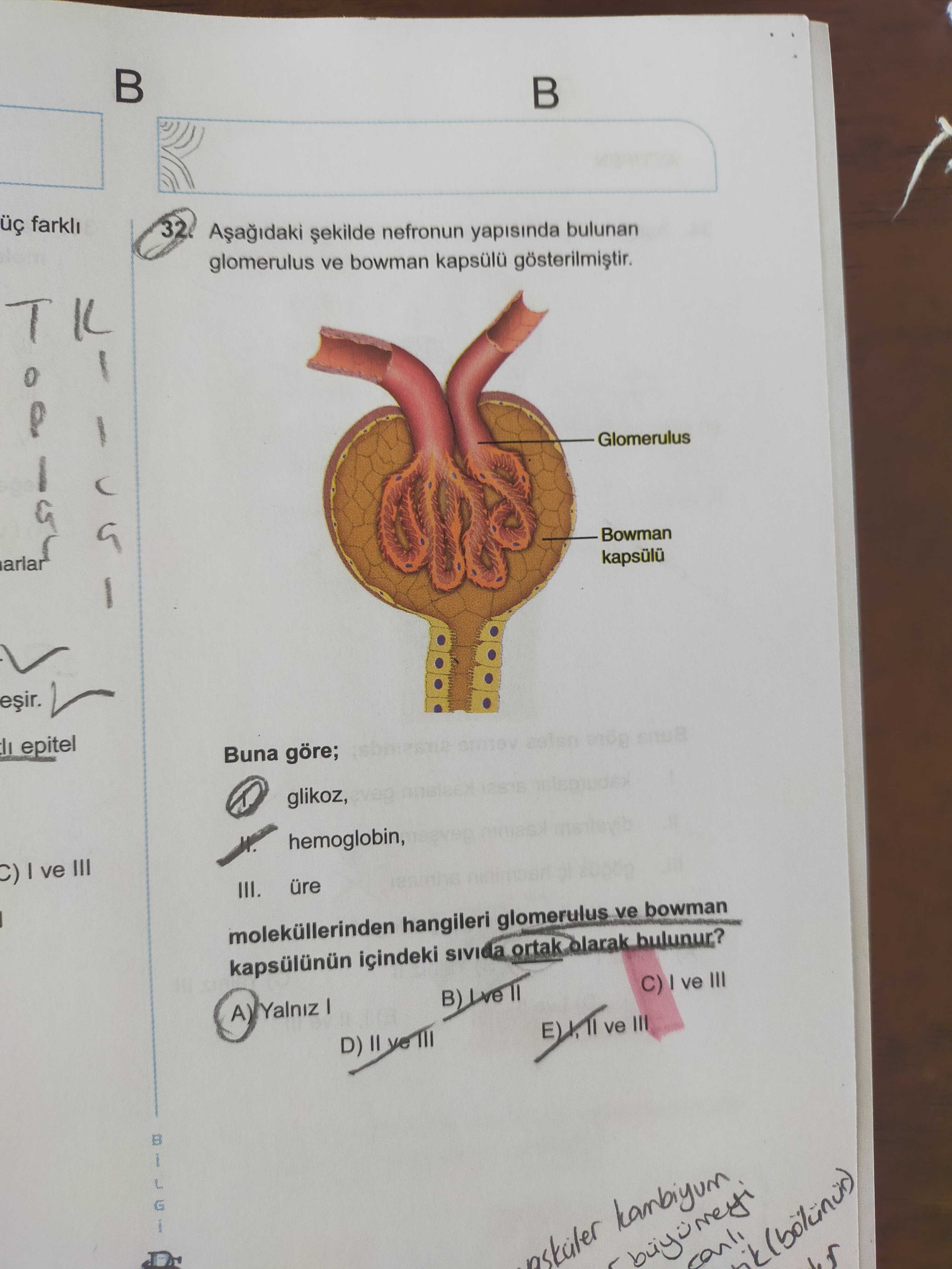 Aşağıdaki şekilde nefronun yapısında bulunan glomerulus ve bowman kapsülü gösterilmiştir. Buna göre