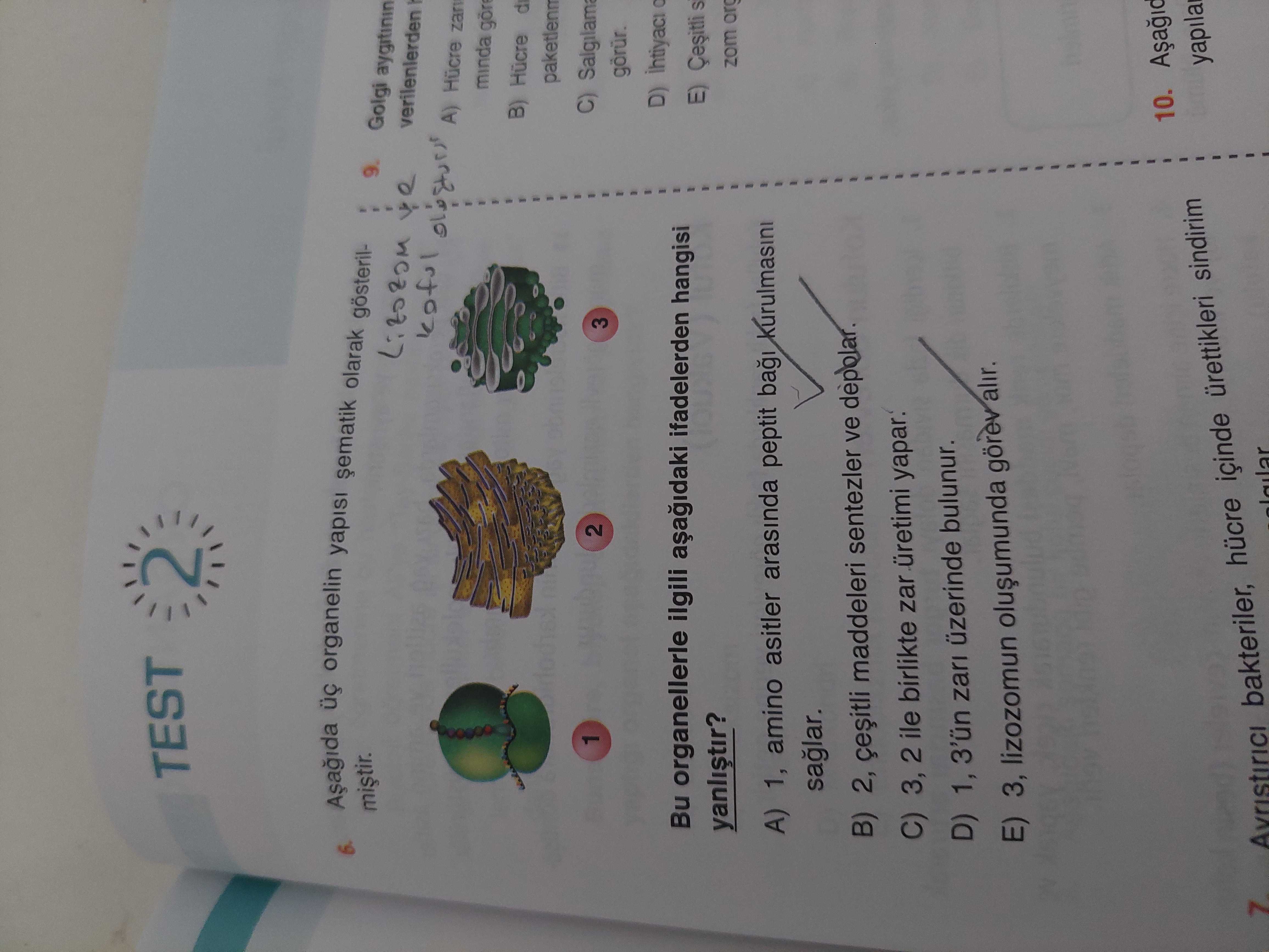 Aşağıda üç organelin yapısı şematik olarak gösterilmiştir. Bu organellerle ilgili aşağıdaki