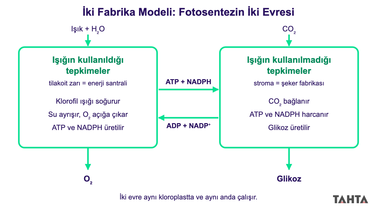 İki fabrika modeli: tilakoit zarı ATP ve NADPH üretip stromaya veriyor, stroma glikoz üretiyor