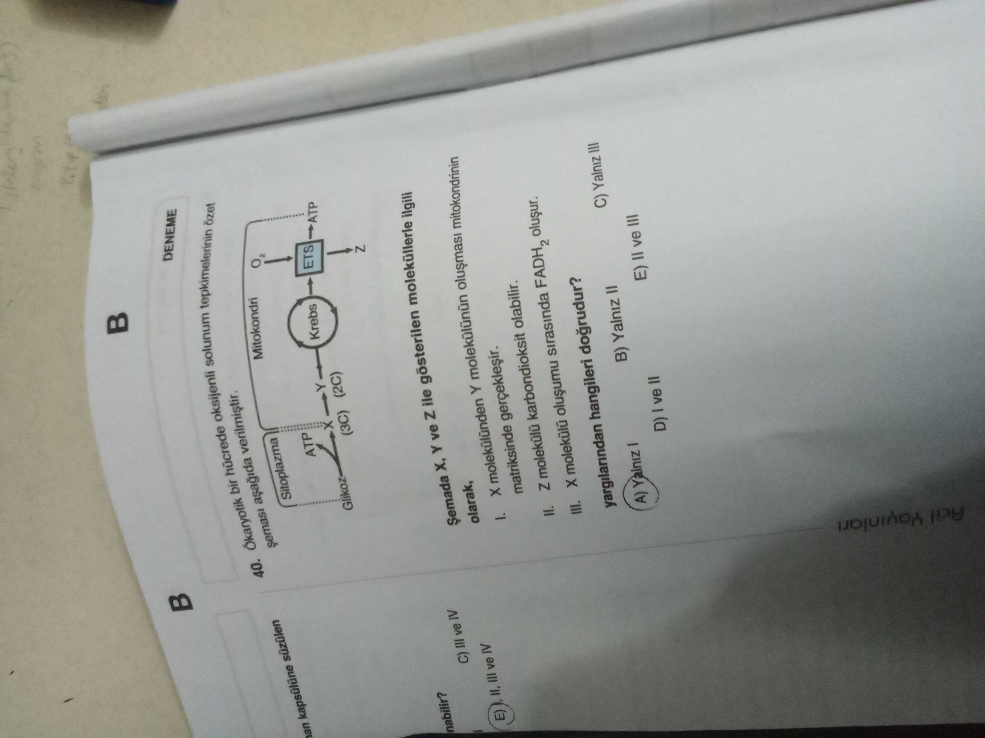 Ökaryotik bir hücrede oksijenli solunum tepkimelerinin özet şeması aşağıda verilmiştir. Şemada X, Y