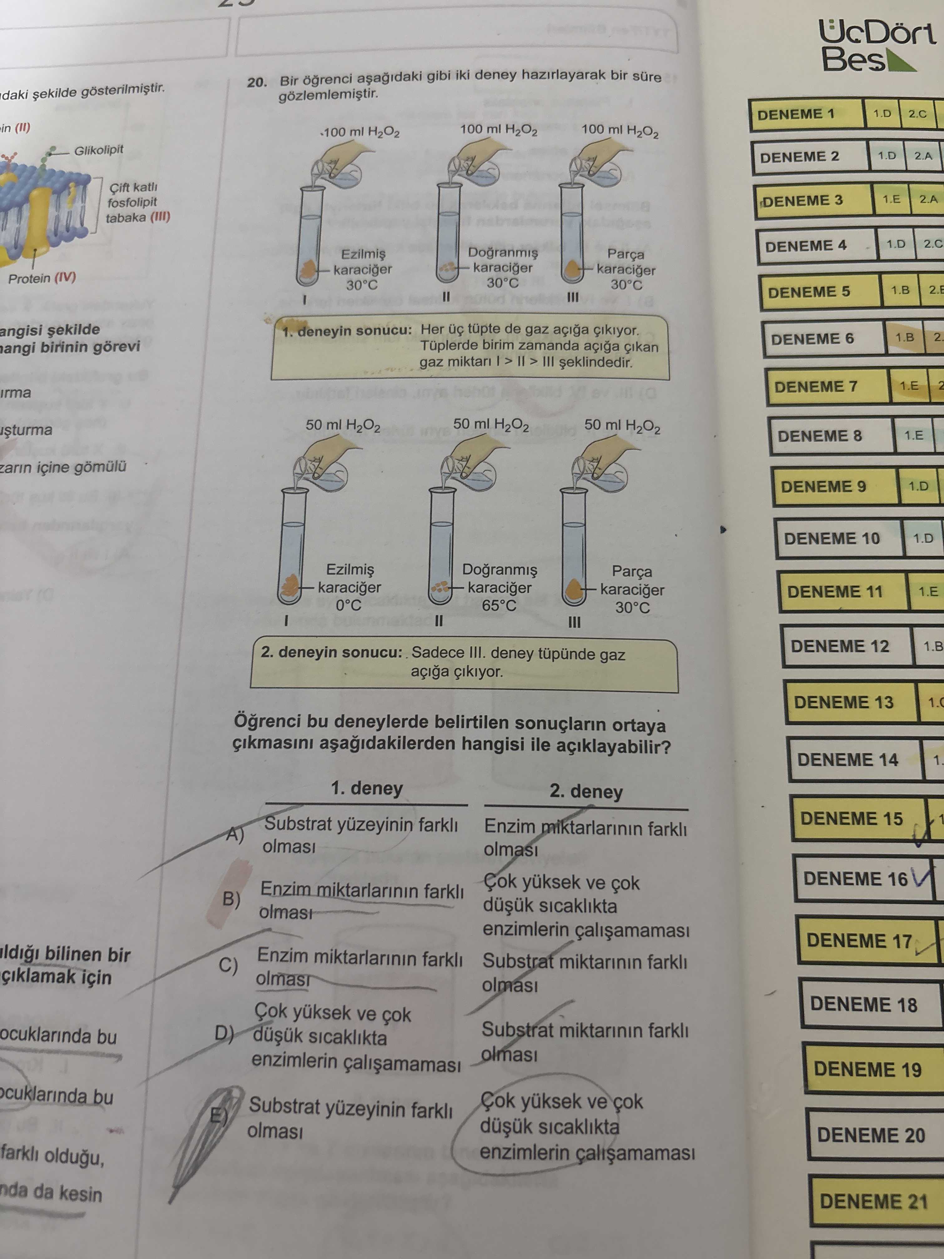 Bir öğrenci aşağıdaki gibi iki deney hazırlayarak bir süre gözlemlemiştir. 1. deneyin sonucu: Her üç