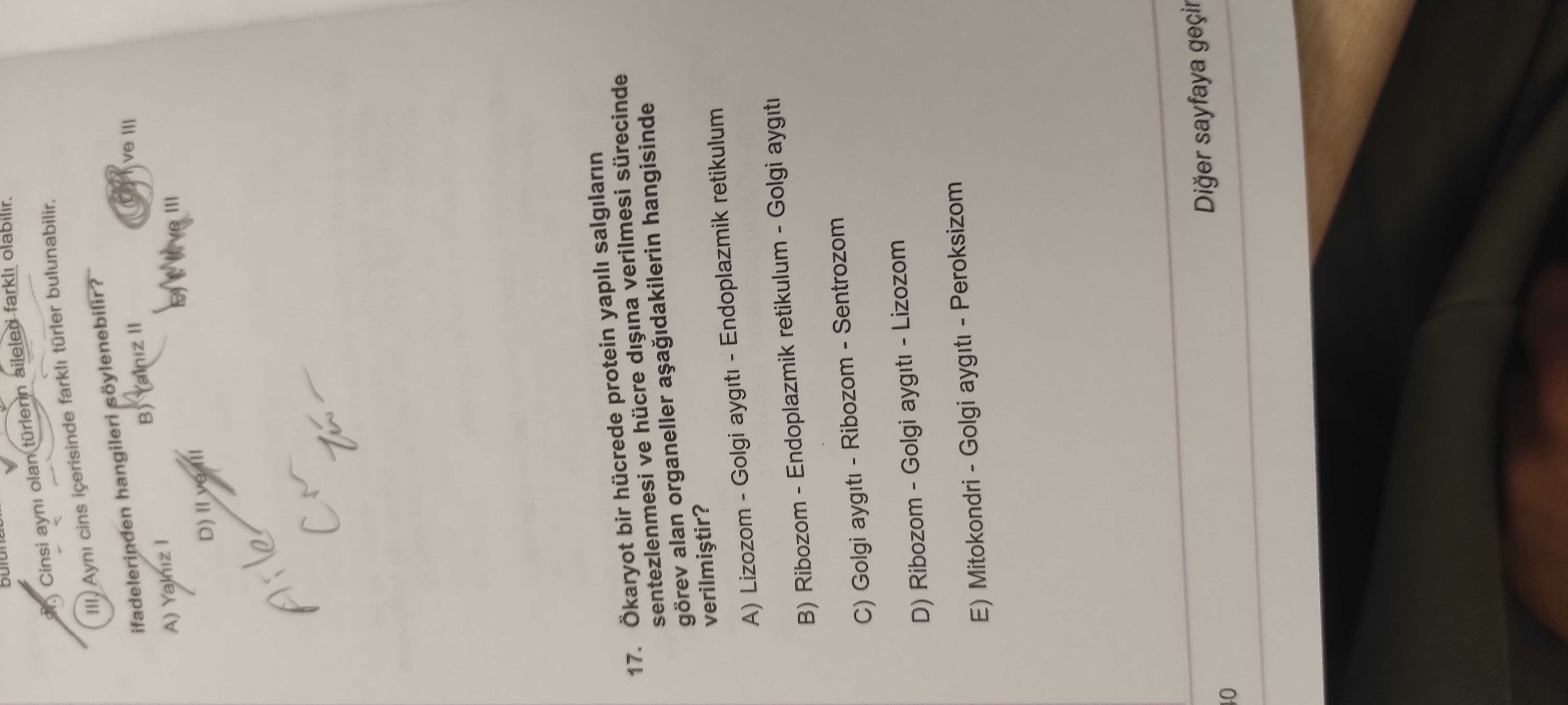 Ökaryot bir hücrede protein yapılı salgıların sentezlenmesi ve hücre dışına verilmesi sürecinde