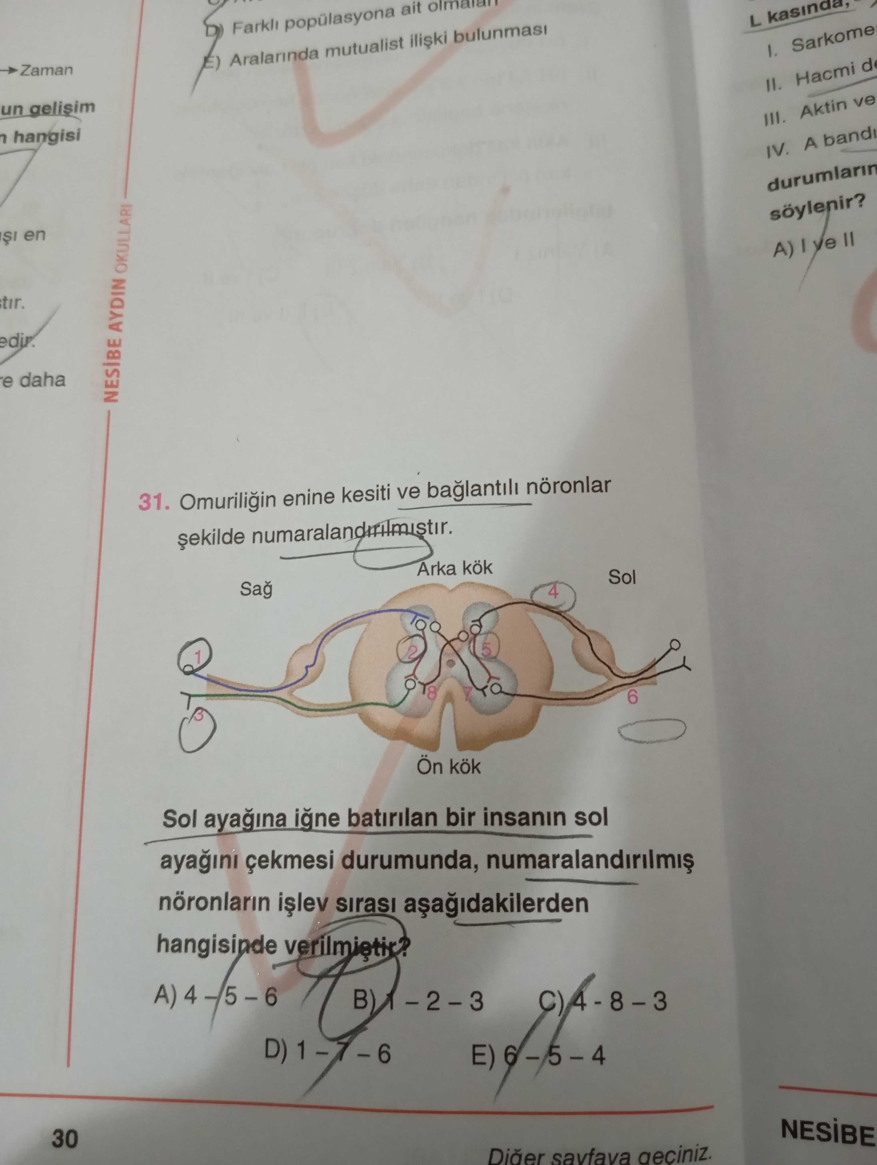 Omuriliğin enine kesiti ve bağlantılı nöronlar şekilde numaralandırılmıştır. Sol ayağına iğne