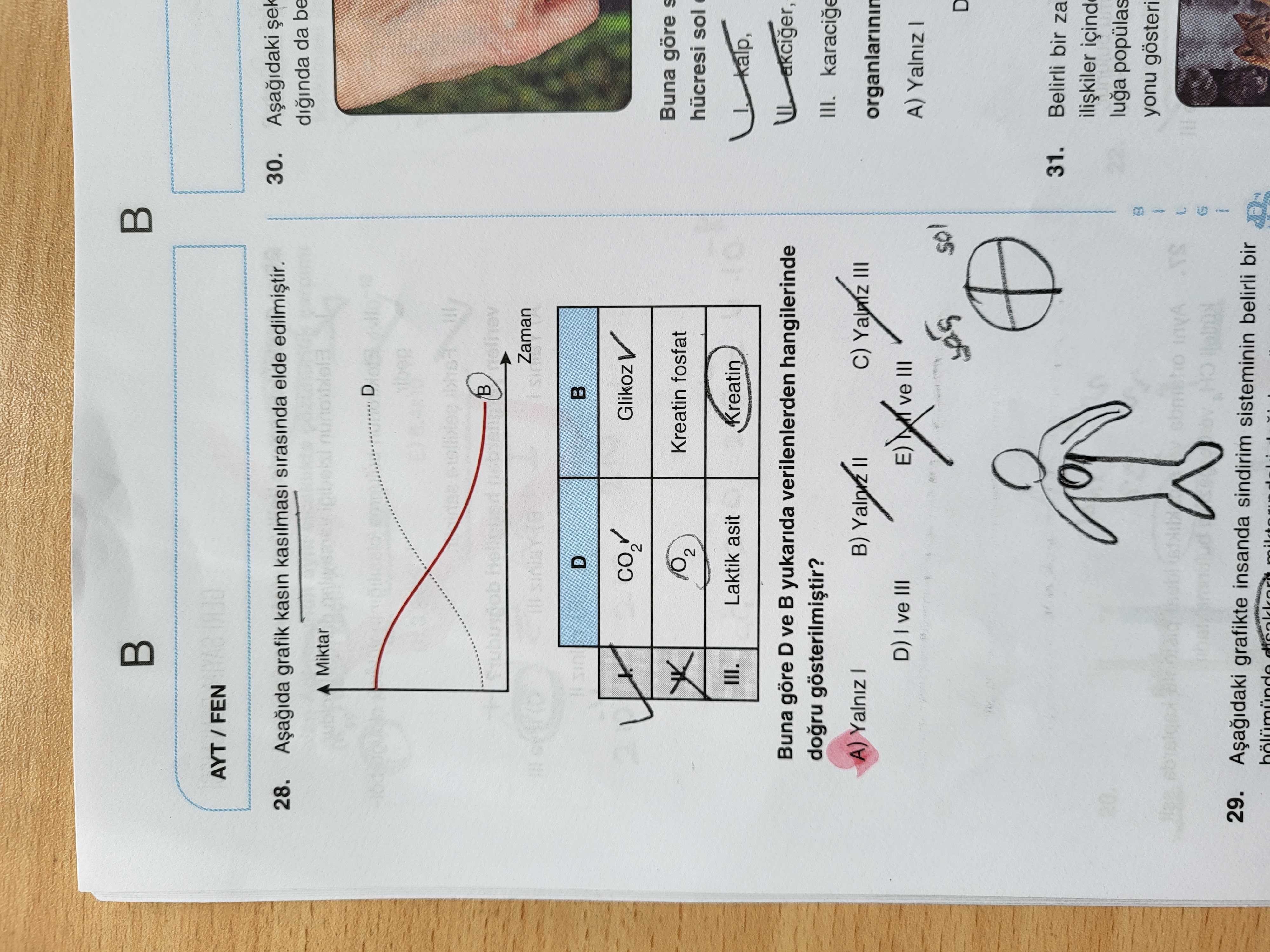 Aşağıda grafik kasın kasılması sırasında elde edilmiştir. Buna göre D ve B yukarıda verilenlerden