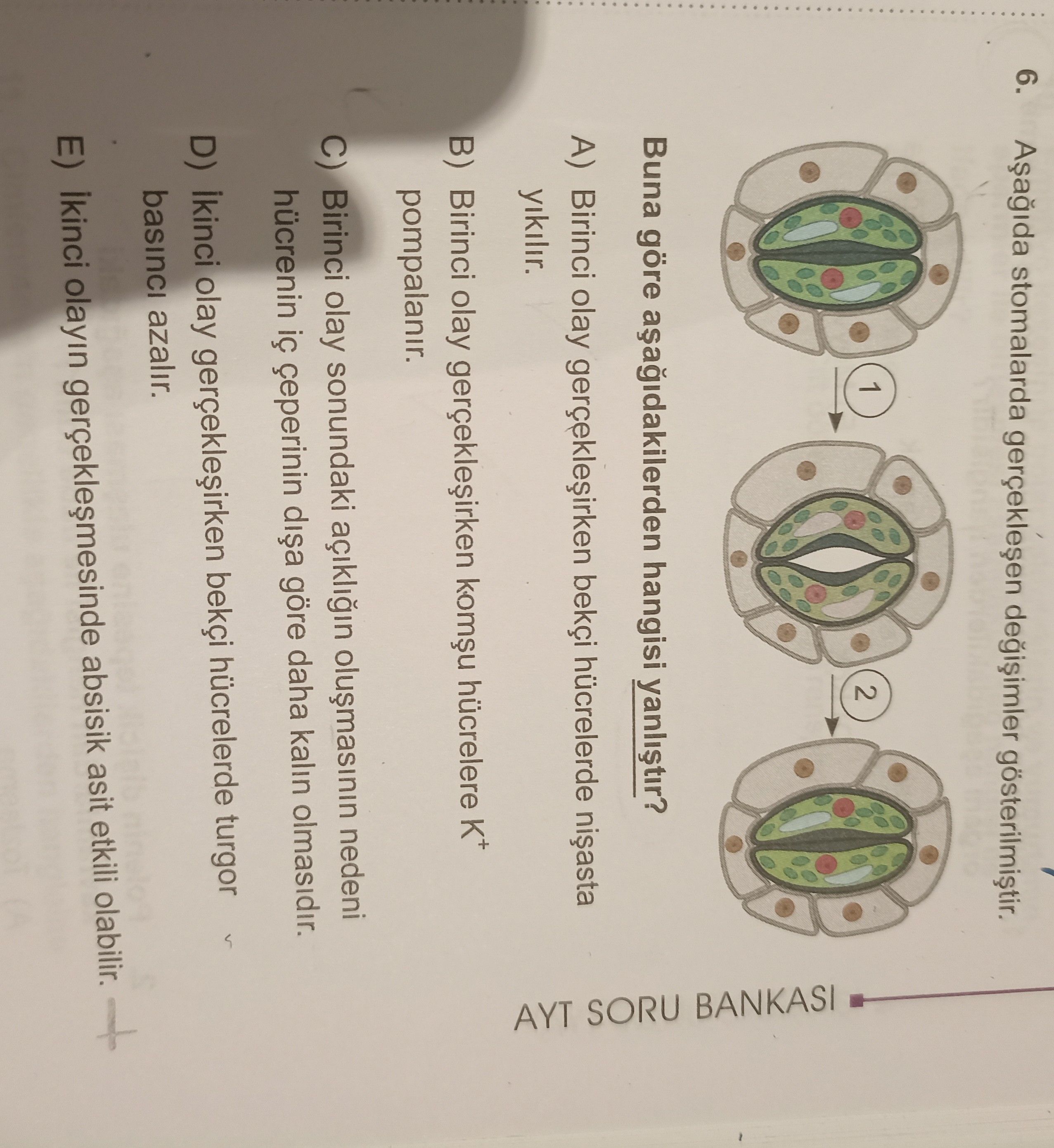 Aşağıda stomalarla gerçekleşen değişimler gösterilmiştir. Buna göre aşağıdakilerden hangisi