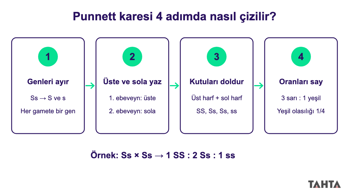 Punnett karesi nasıl çizilir adım adım: genleri ayır, üste ve sola yaz, kutuları doldur, oranları say