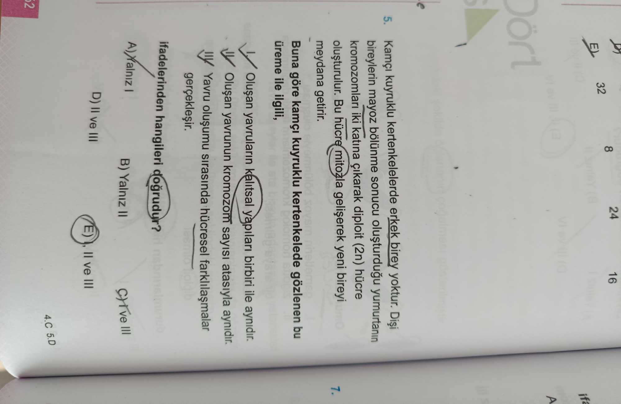 Kamçı kuyruklu kertenkelelerde erkek birey yoktur. Dişi bireylerin mayoz bölünme sonucu oluşturduğu