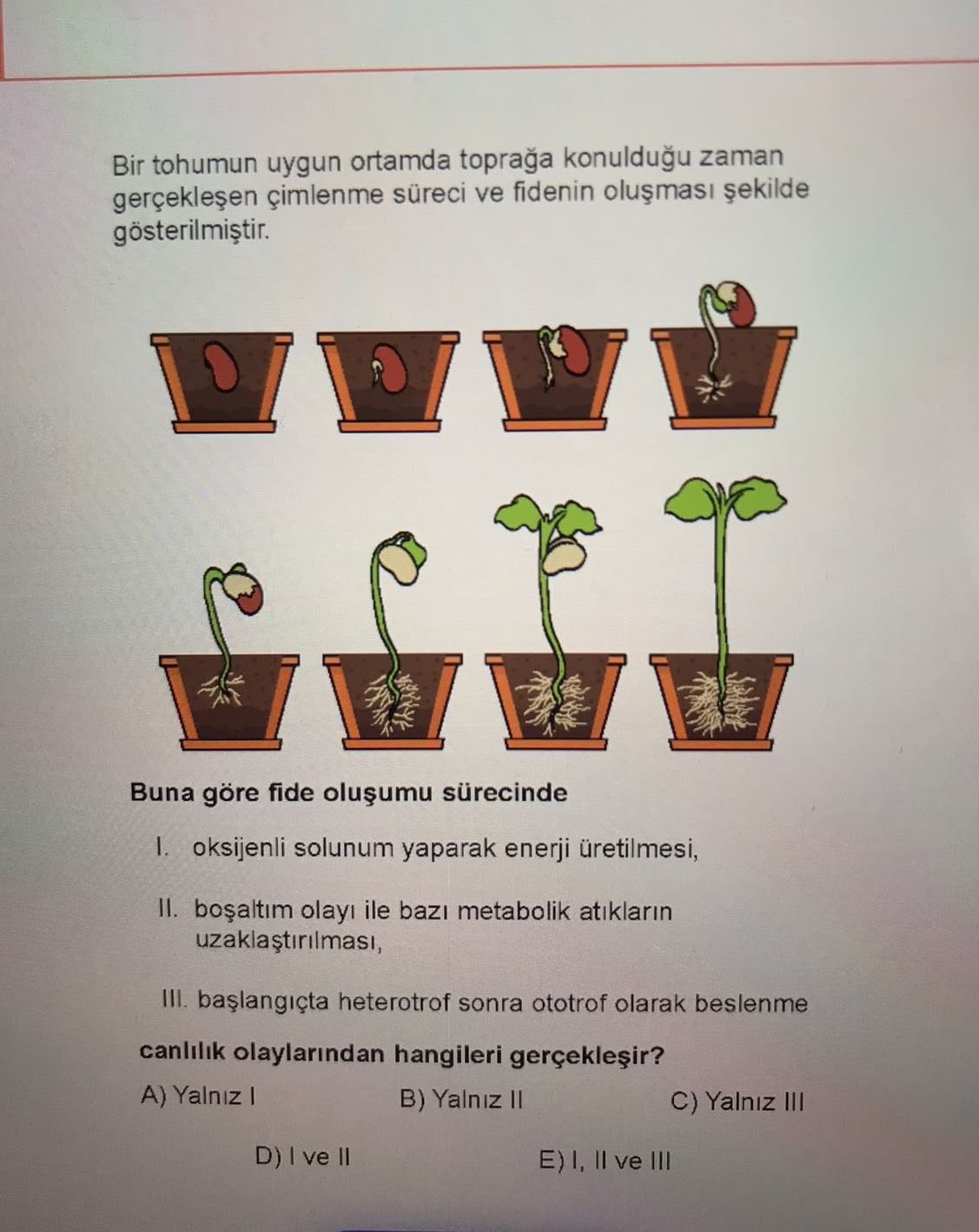 Bir tohumun uygun ortamda toprağa konulduğu zaman gerçekleşen çimlenme süreci ve fidenin oluşması