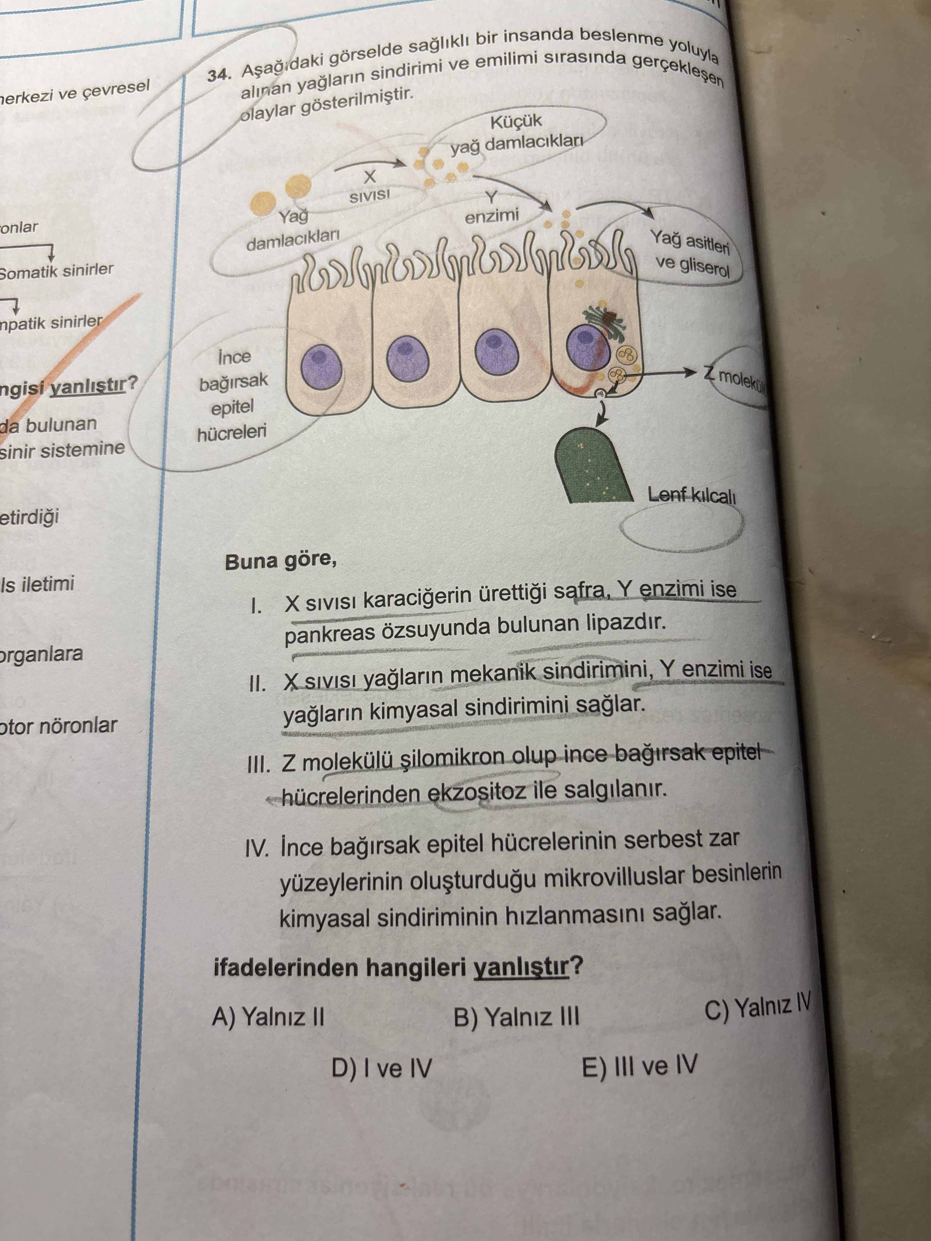 Aşağıdaki görselde sağlıklı bir insanda beslenme yoluyla alınan yağların sindirimi ve emilimi
