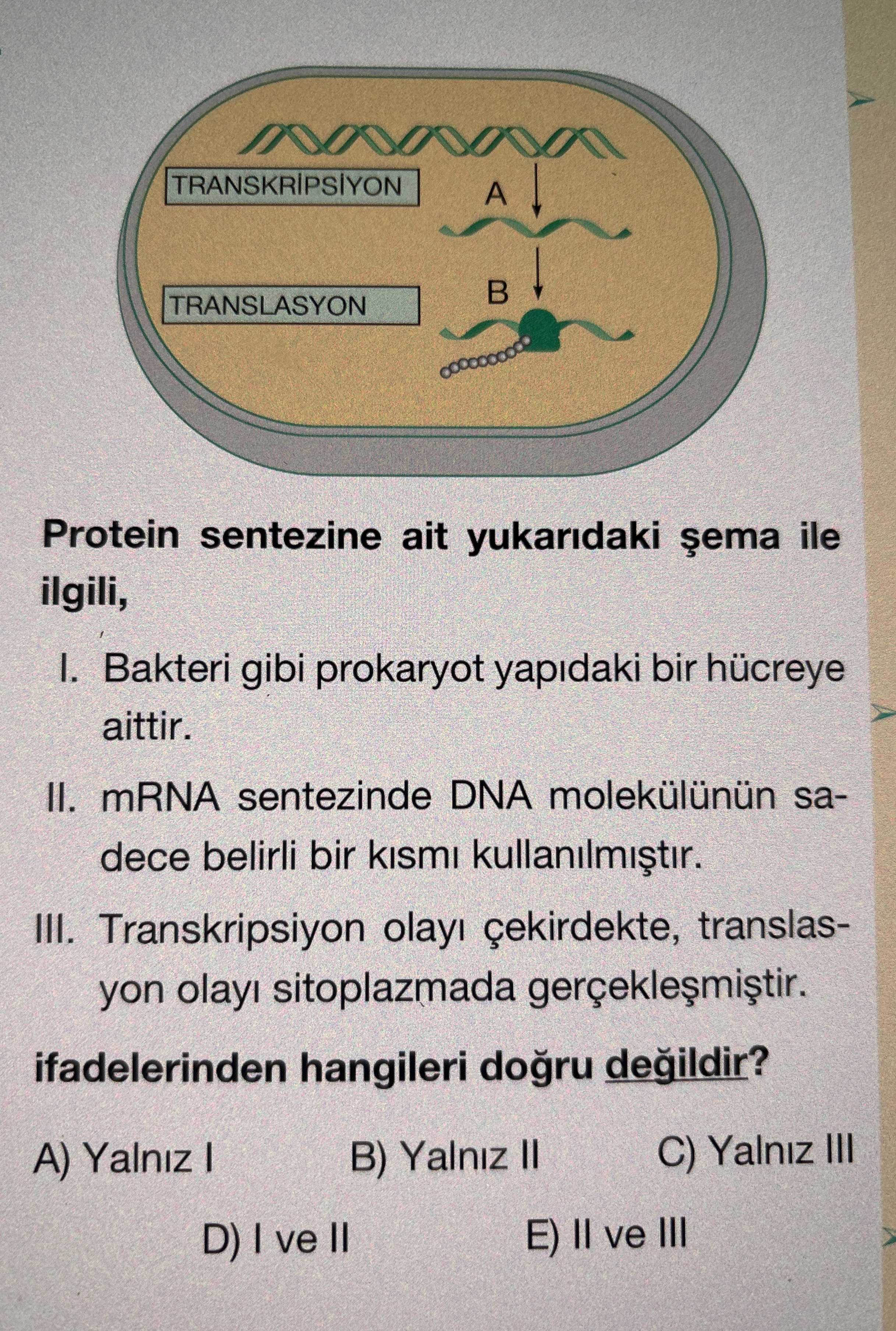 Protein sentezine ait yukarıdaki şema ile ilgili, I. Bakteri gibi prokaryot yapıdaki bir hücreye