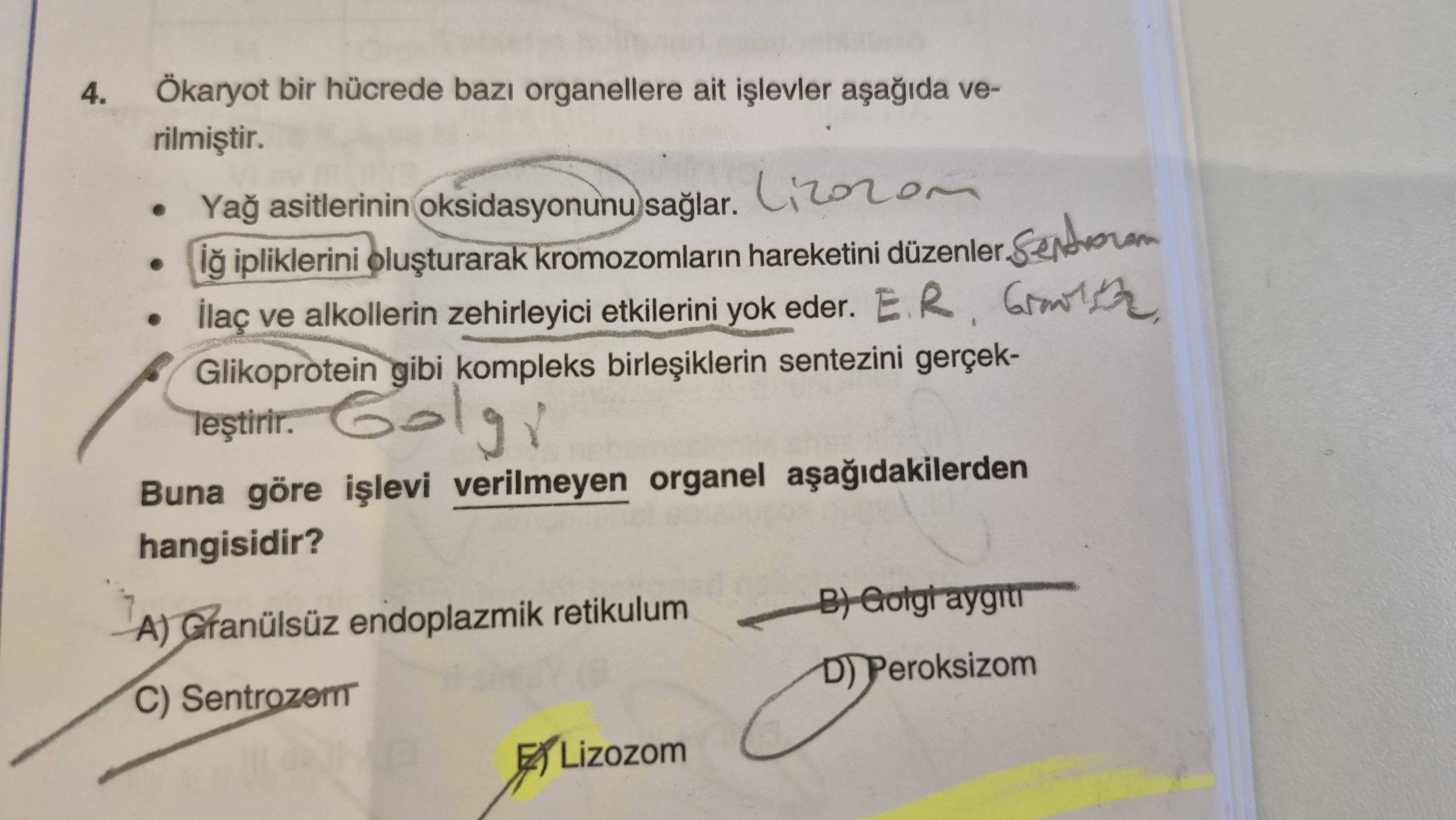 Ökaryot bir hücrede bazı organellere ait işlevler aşağıda verilmiştir. • Yağ asitlerinin