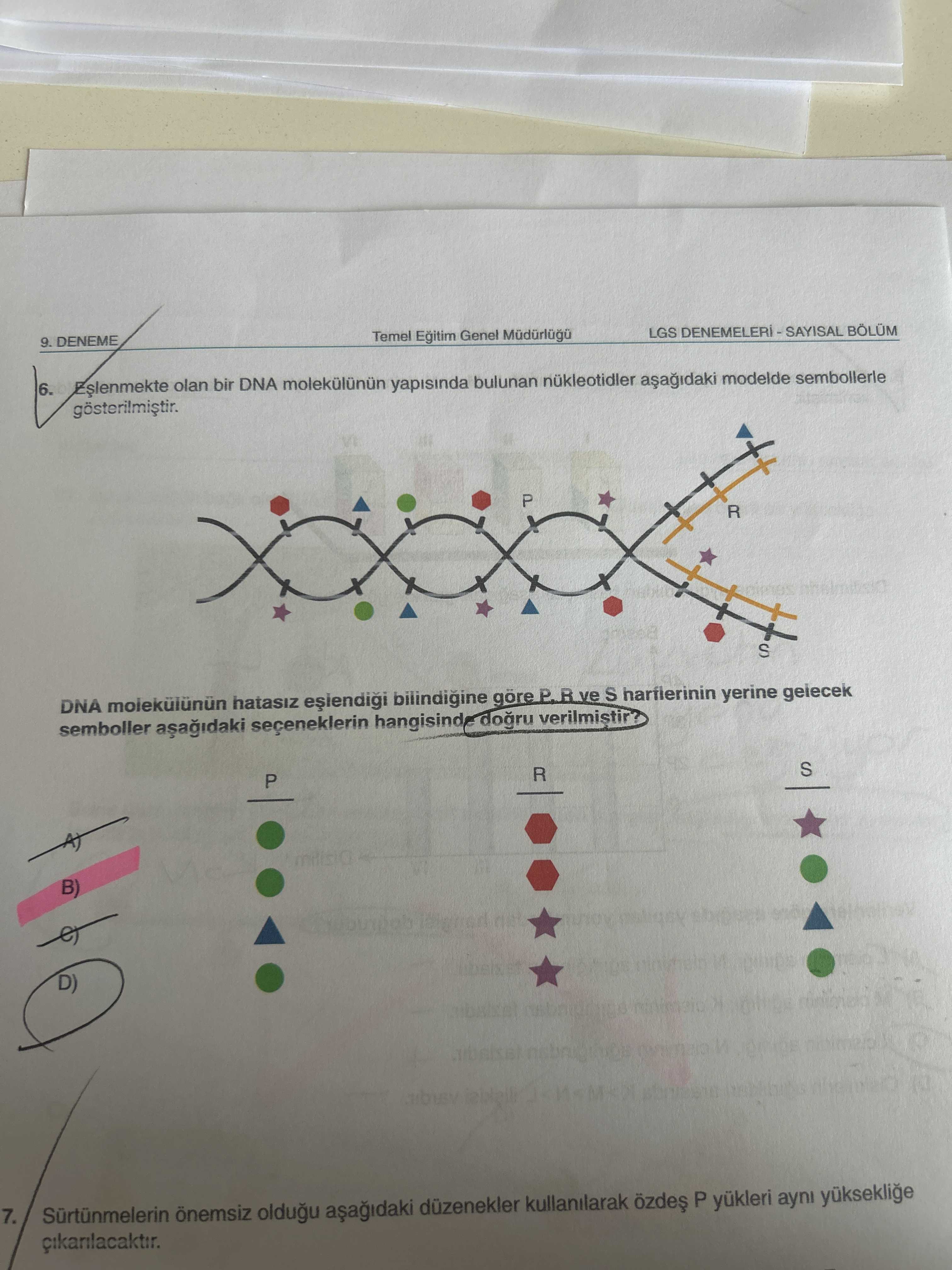 Eşlenmekte olan bir DNA molekülünün yapısında bulunan nükleotidler aşağıdaki modelde sembollerle