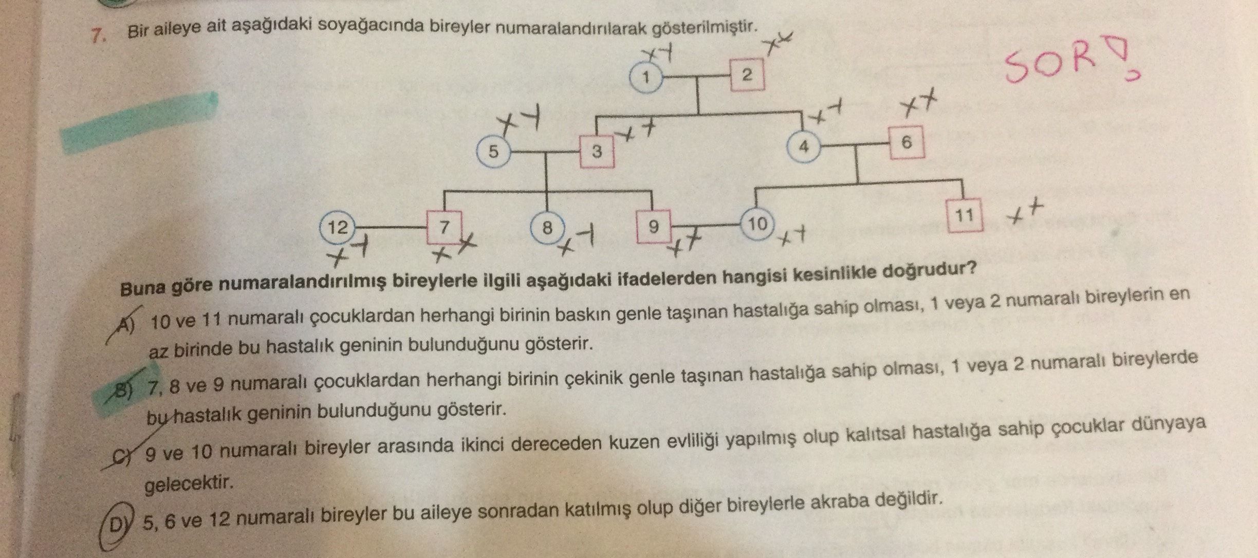Bir aileye ait aşağıdaki soyağacında bireyler numaralandırılarak gösterilmiştir. Buna göre