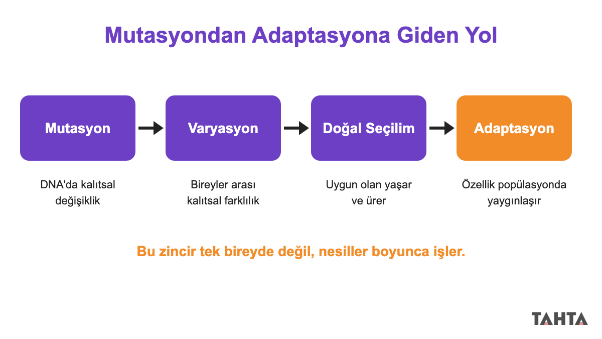 Mutasyon, varyasyon, doğal seçilim ve adaptasyon kavramlarını oklarla birbirine bağlayan dört kutulu akış şeması