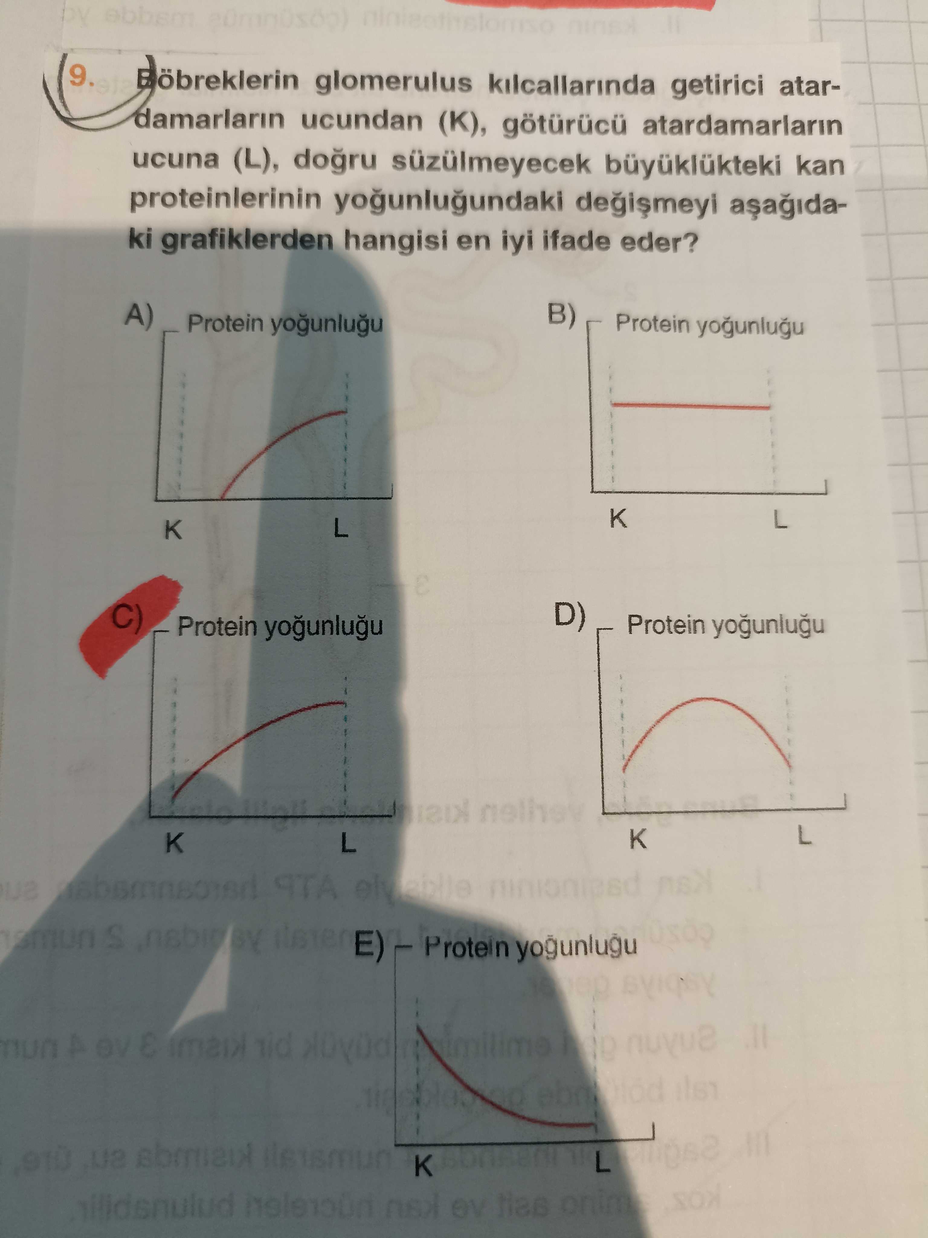 Böbreklerin glomerulus kılcallarında getirici atardamarların ucundan (K), götürücü atardamarların