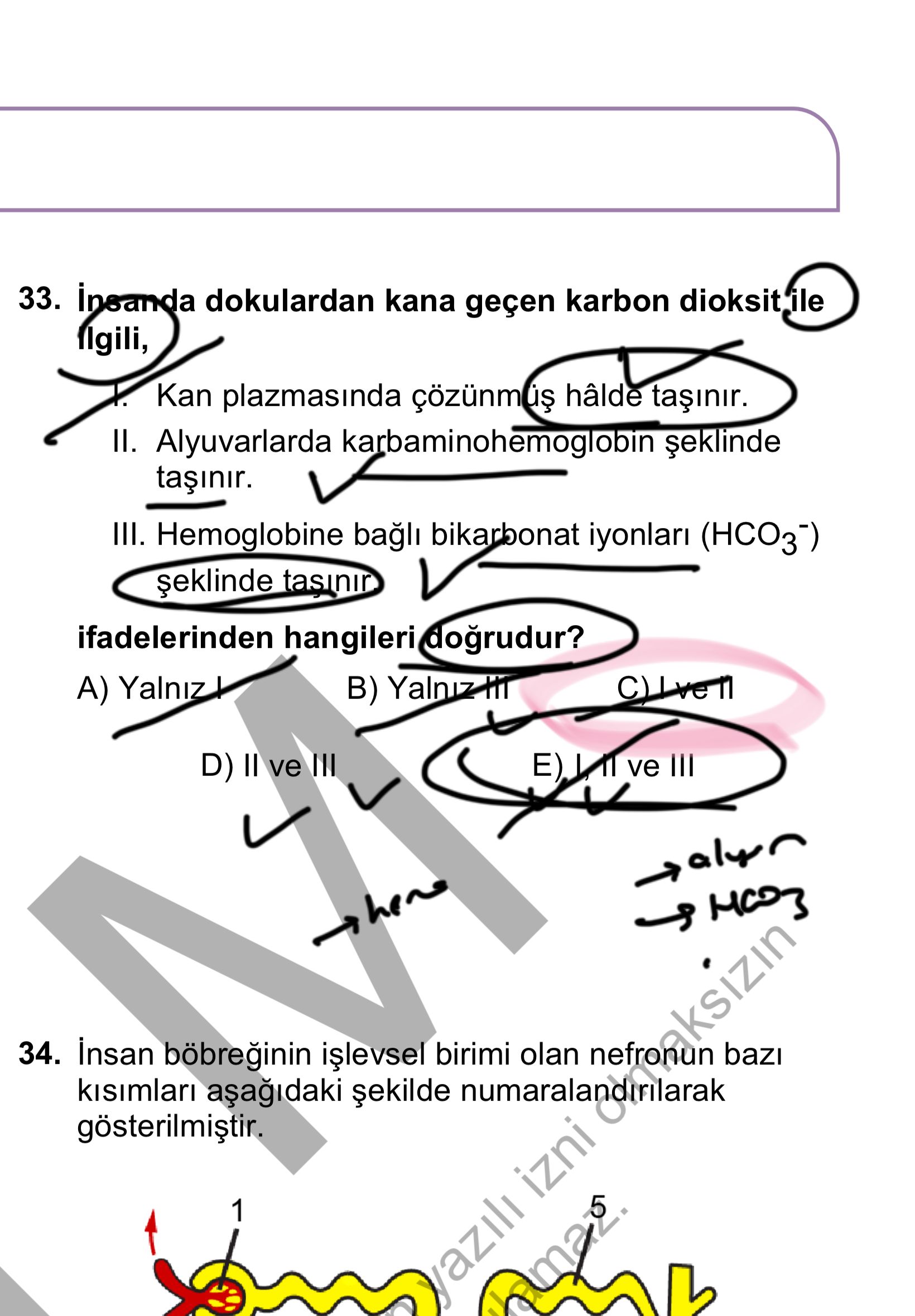 İnsanda dokulardan kana geçen karbon dioksit ile ilgili, I. Kan plazmasında çözünmüş hâlde taşınır
