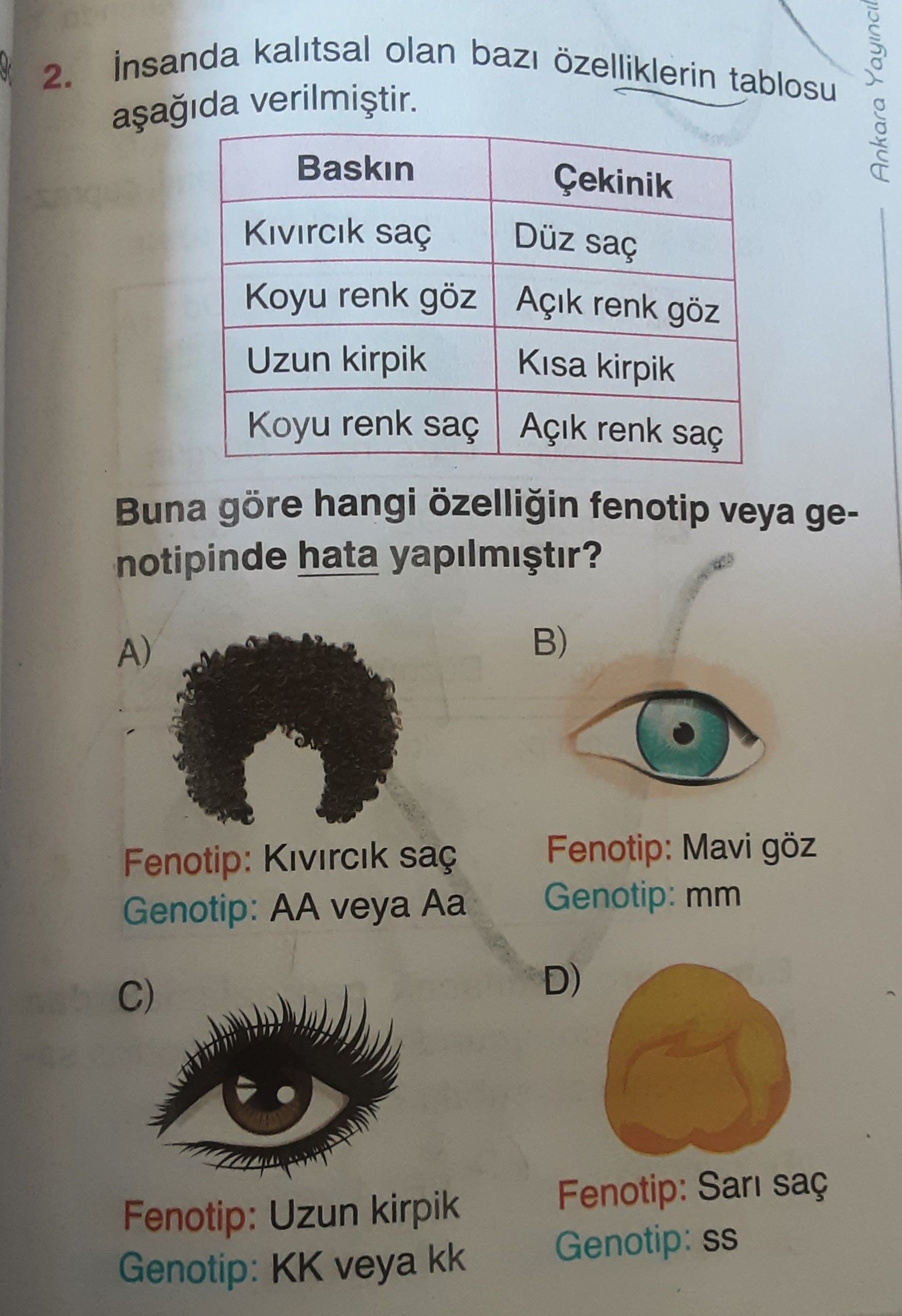 İnsanda kalıtsal olan bazı özelliklerin tablosu aşağıda verilmiştir. Baskın | Çekinik Kıvırcık saç |