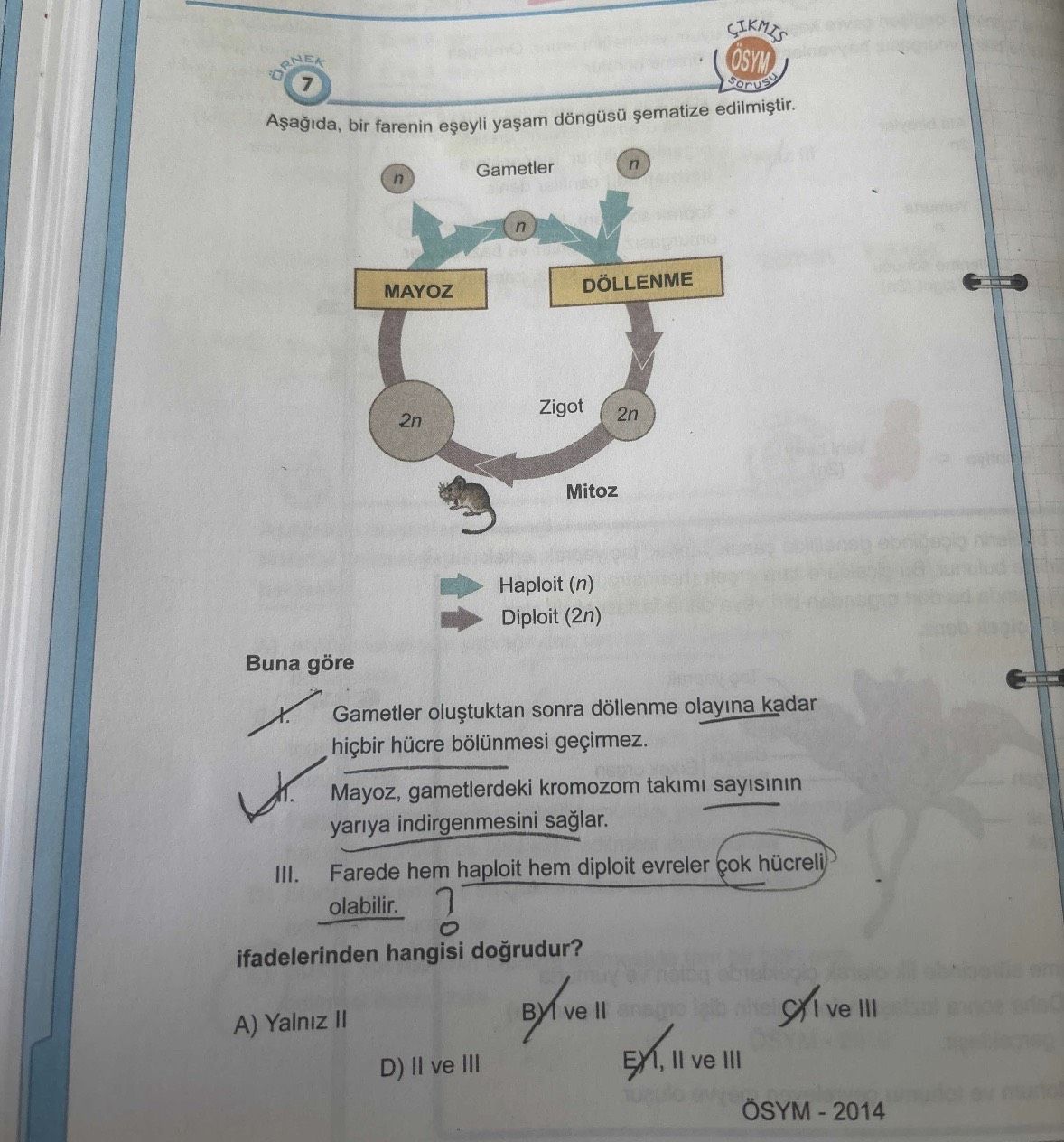 Aşağıda, bir farenin eşeyli yaşam döngüsü şematize edilmiştir. Buna göre I. Gametler oluştuktan