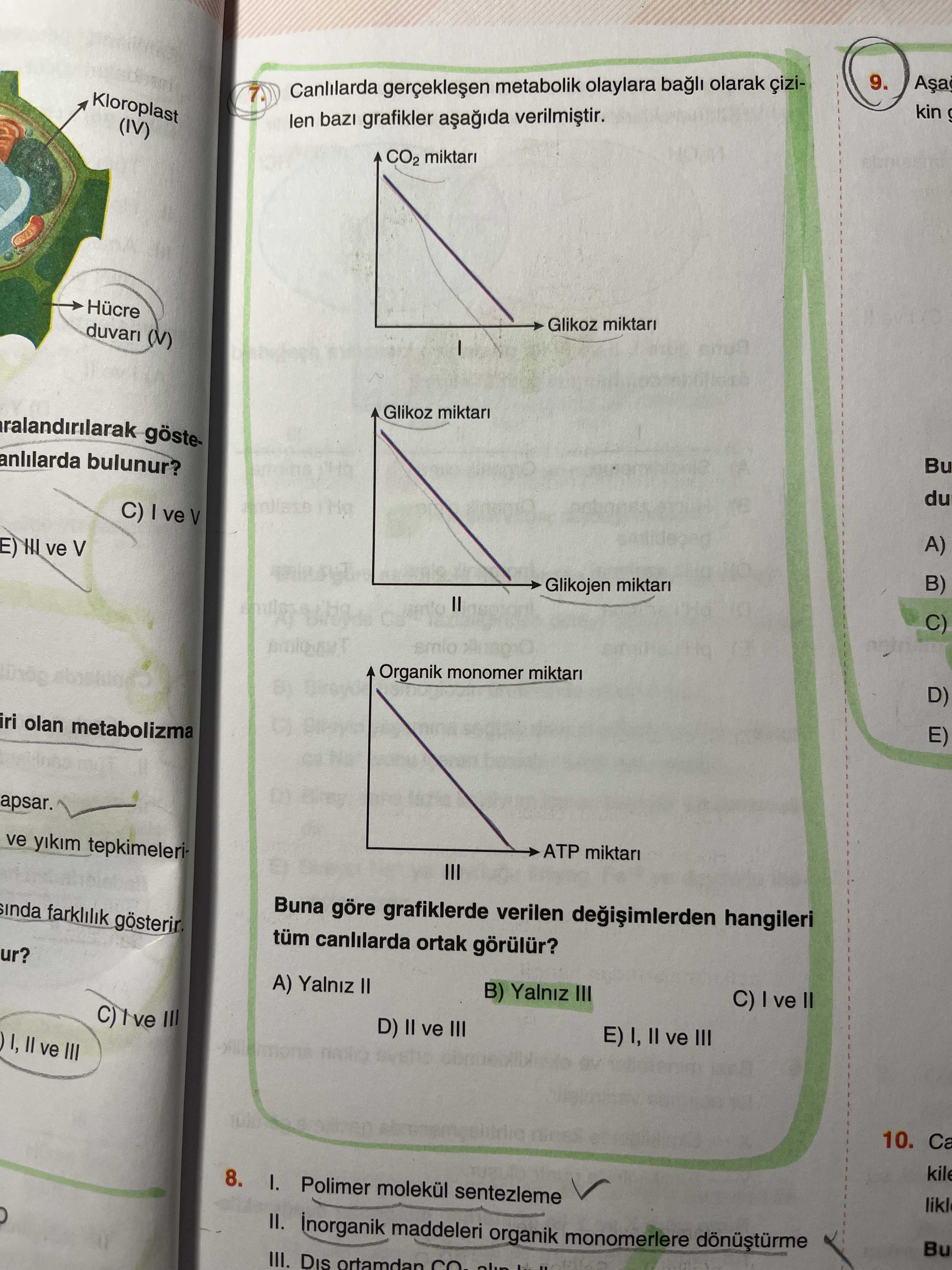 Biyoloji (11. Sınıf)