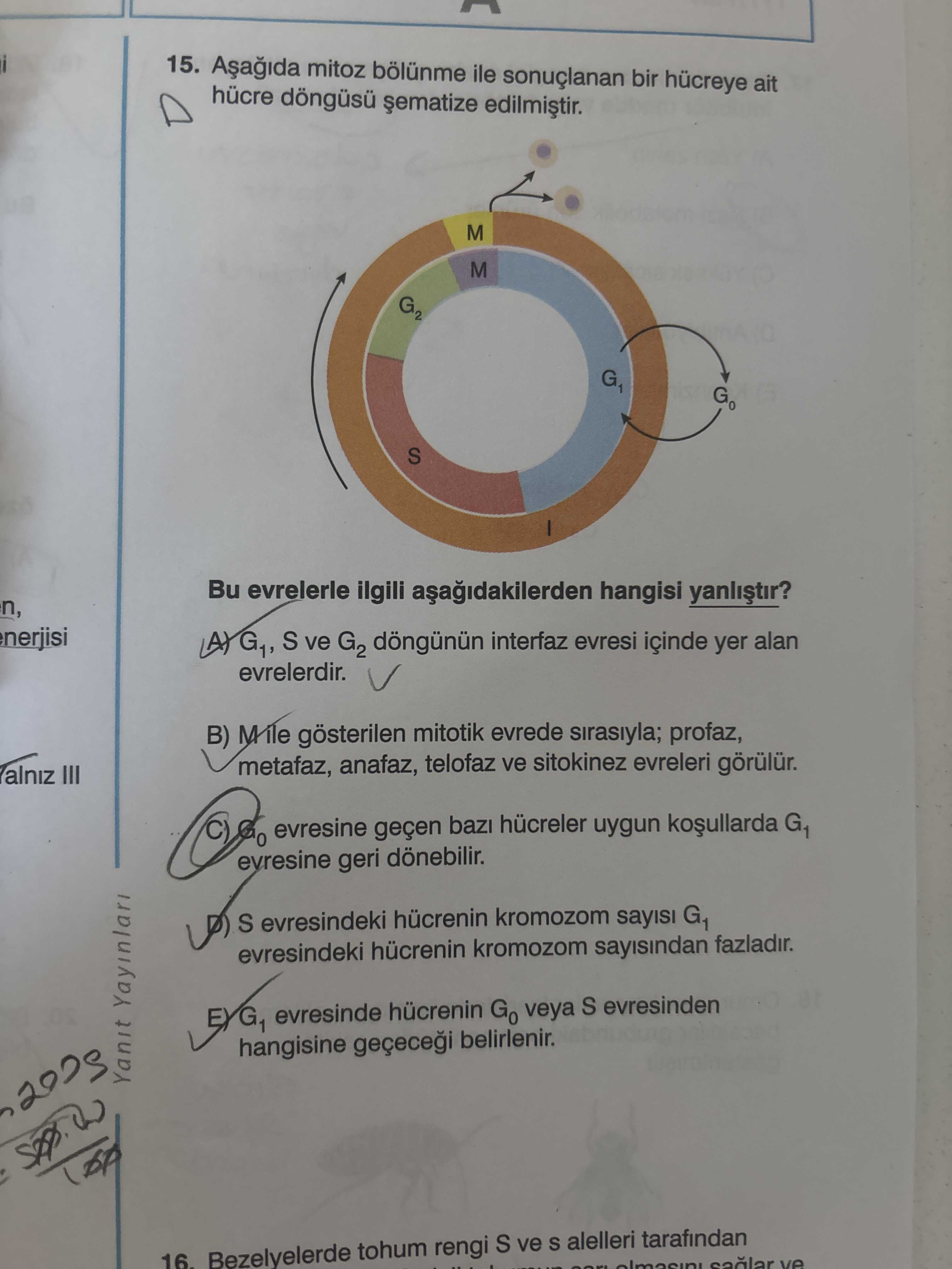 Aşağıda mitoz bölünme ile sonuçlanan bir hücreye ait hücre döngüsü şematize edilmiştir. Bu evrelerle