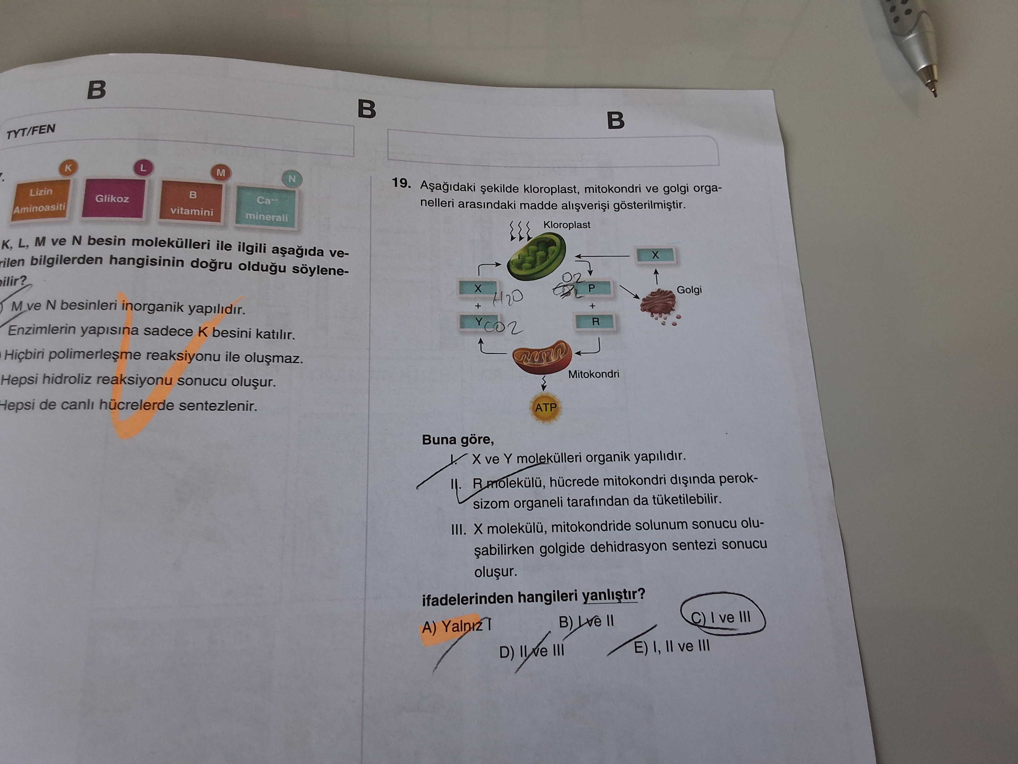 Aşağıdaki şekilde kloroplast, mitokondri ve golgi organelleri arasındaki madde alışverişi