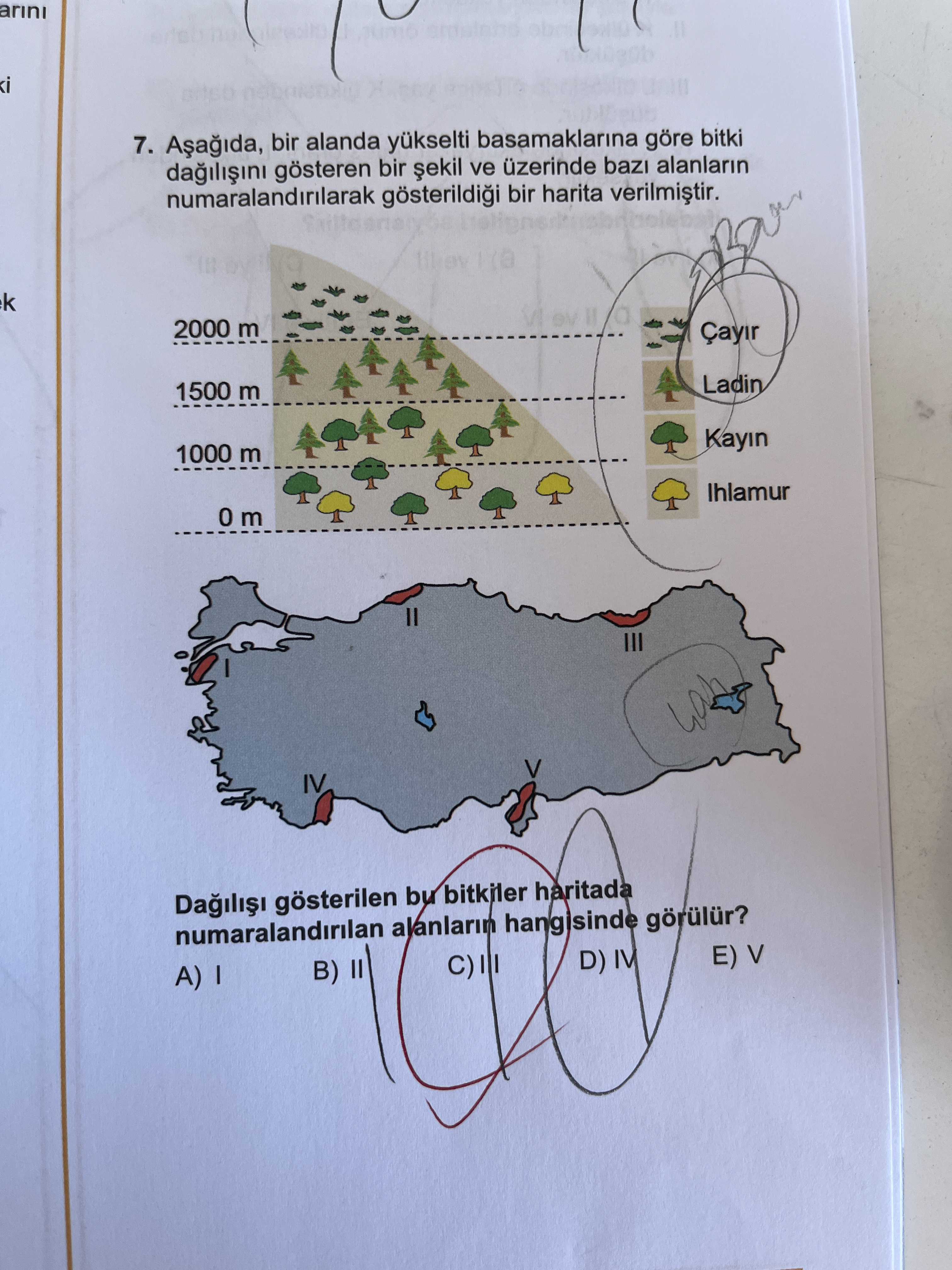 Aşağıda, bir alanda yükselti basamaklarına göre bitki dağılışını gösteren bir şekil ve üzerinde bazı