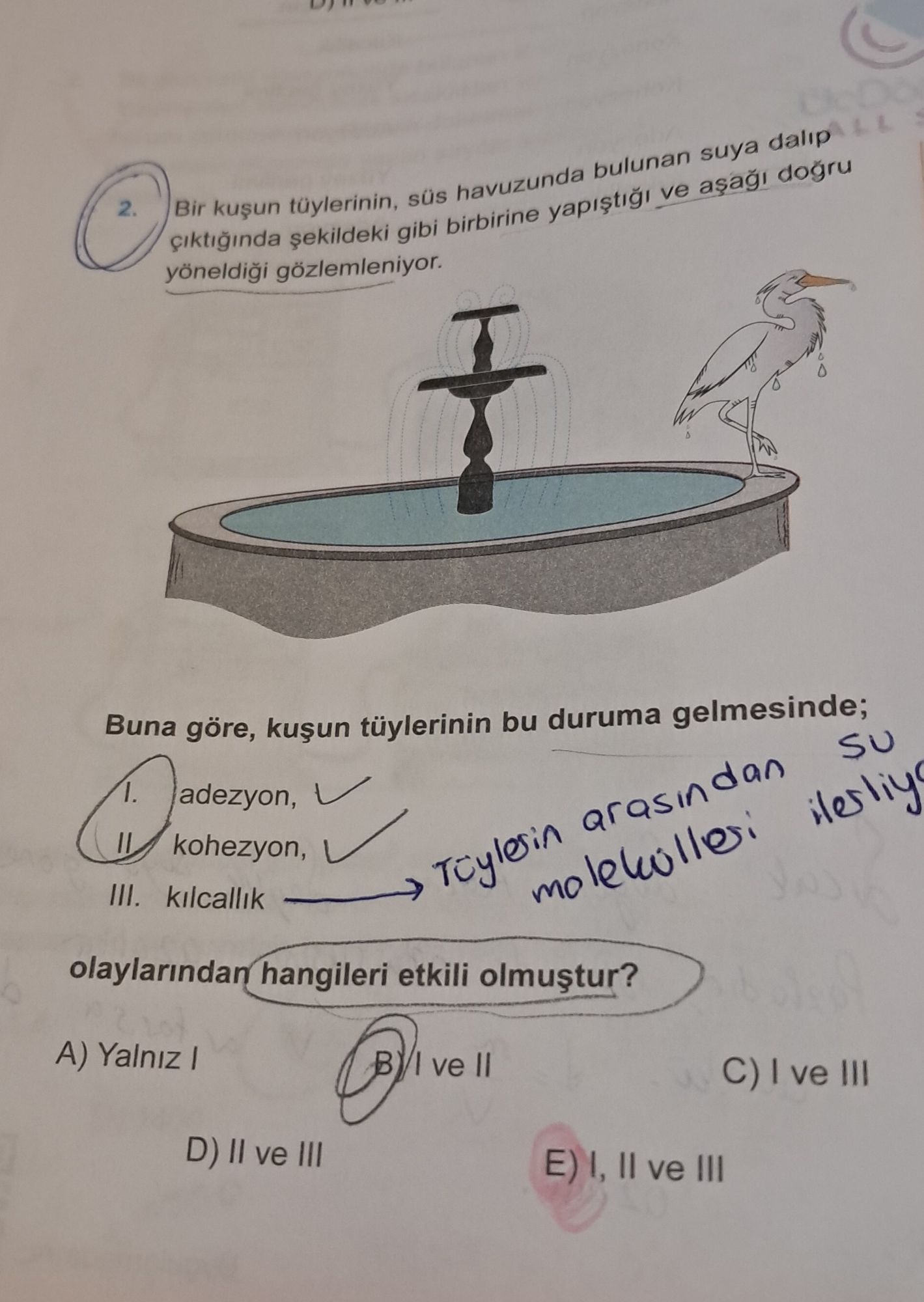 Bir kuşun tüylerinin, süs havuzunda bulunan suya dalıp çıktığında şekildeki gibi birbirine yapıştığı ve aşağı doğru yöneldiği