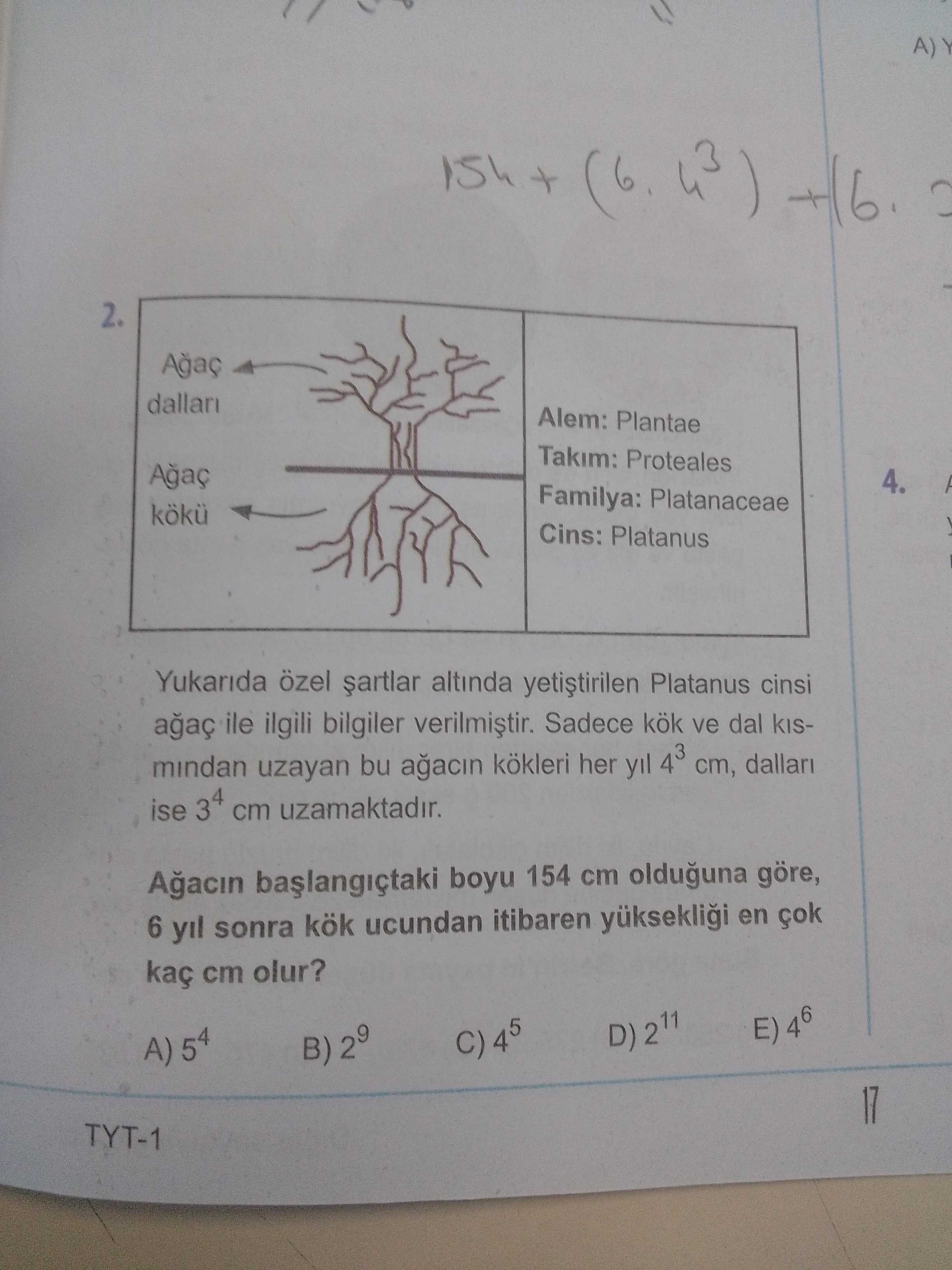 Yukarıda özel şartlar altında yetiştirilen Platanus cinsi ağaç ile ilgili bilgiler verilmiştir